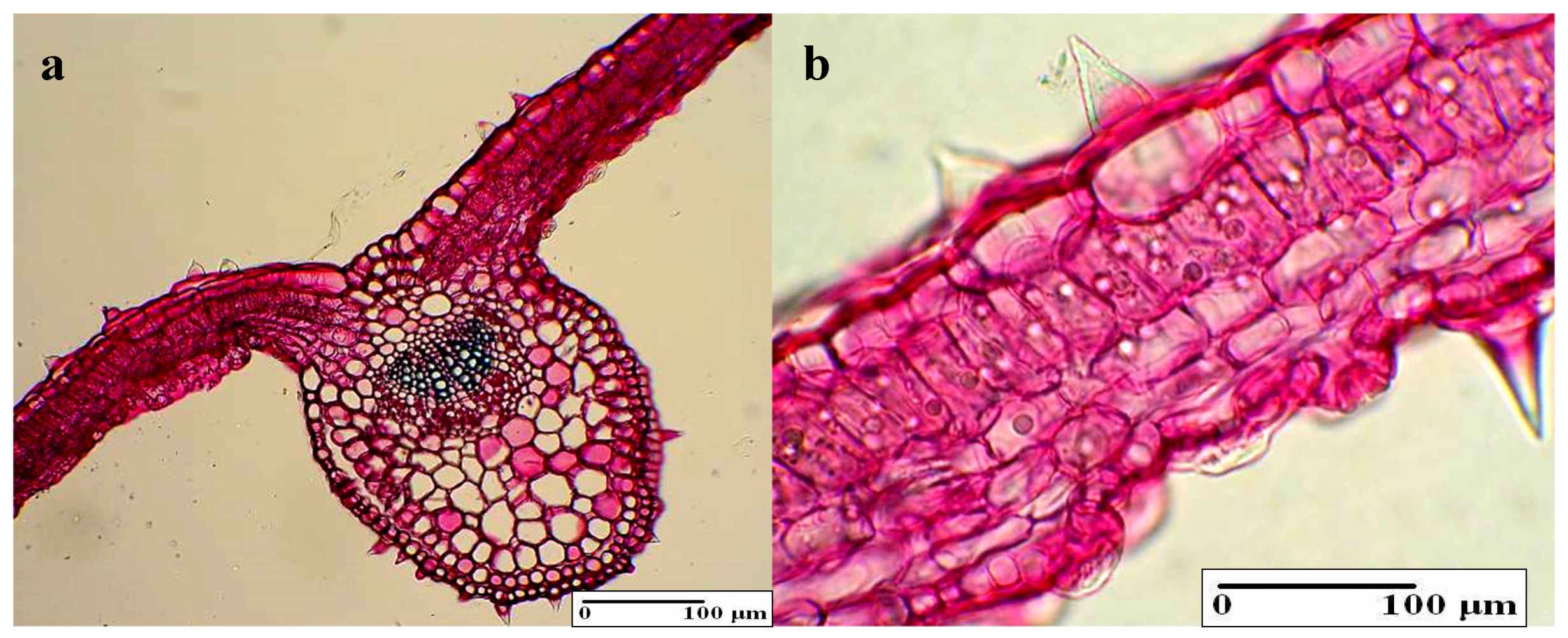 Applsci 09 03148 g006 550