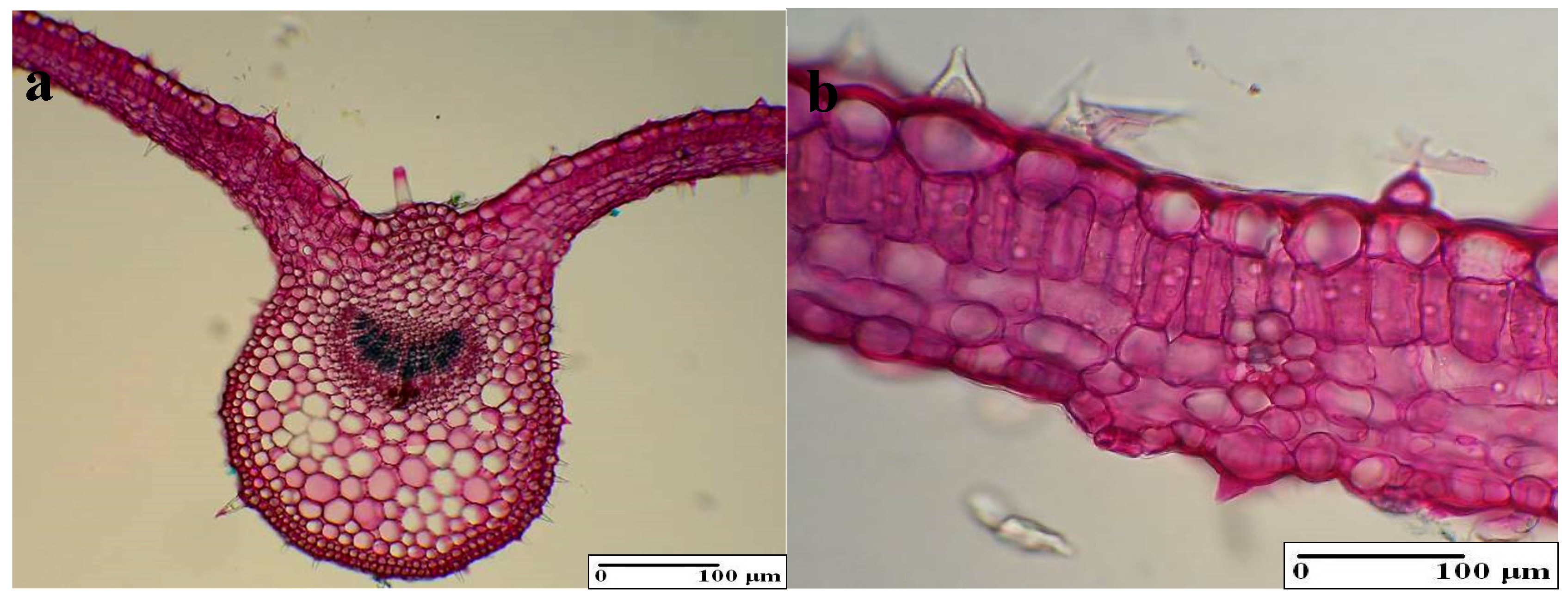 Applsci 09 03148 g007 550