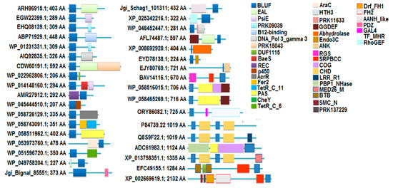 品良く着こなすため Modular Potential Their and Proteins BLUF the of Diversity アクセサリー