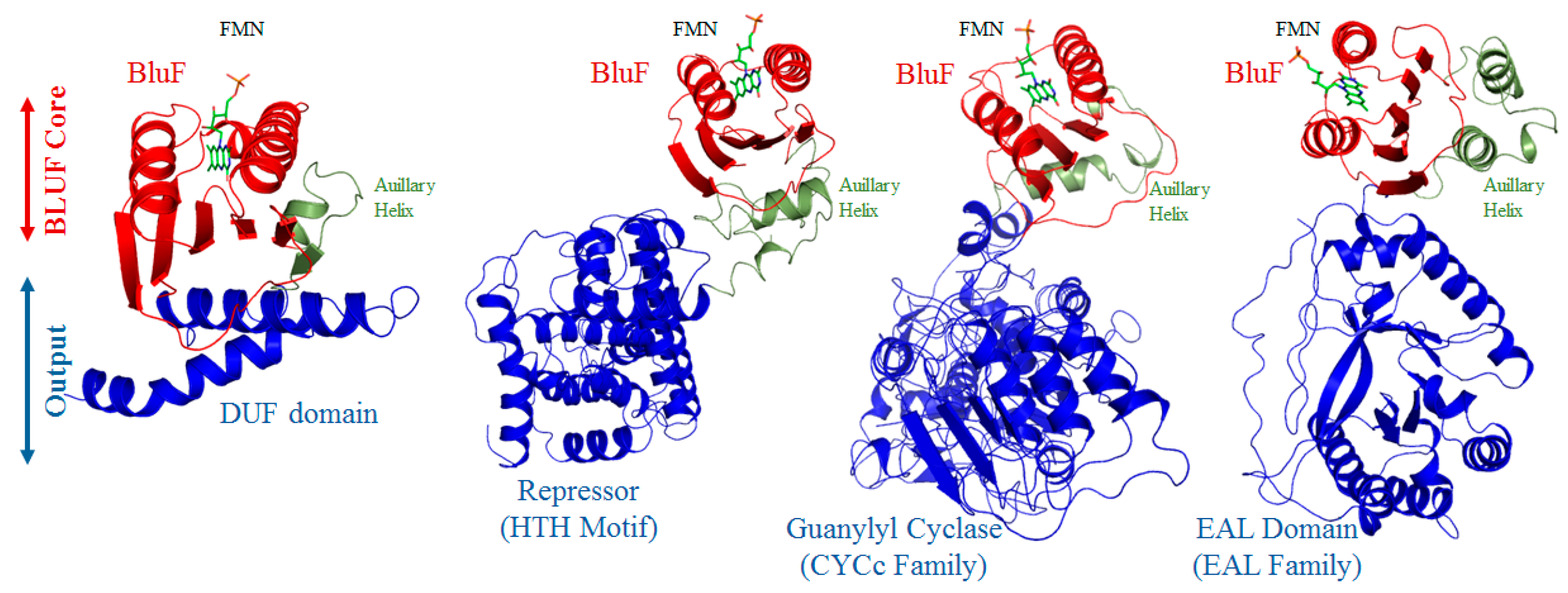 Modular Diversity of the BLUF Proteins and Their Potential