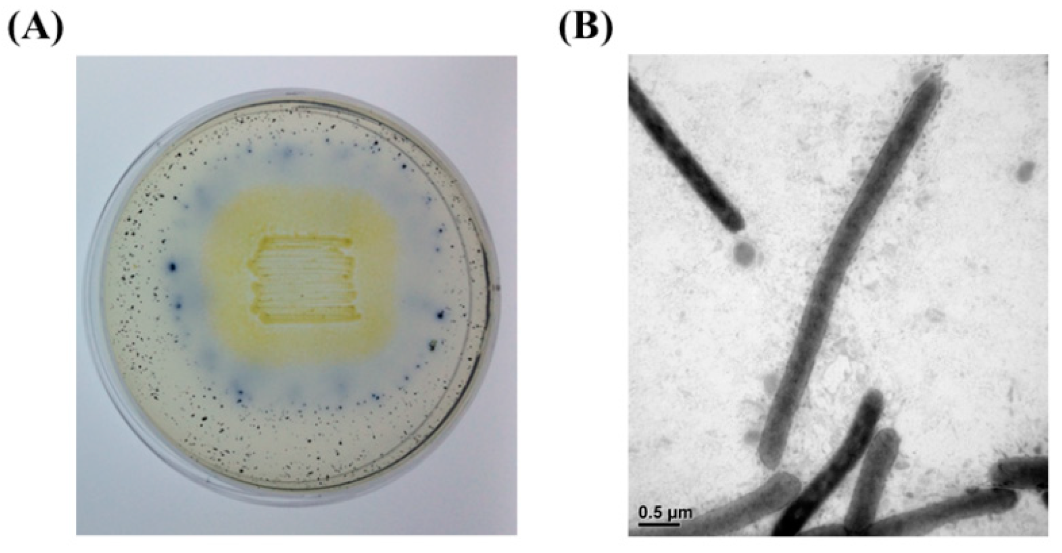 Applsci 09 04061 g001