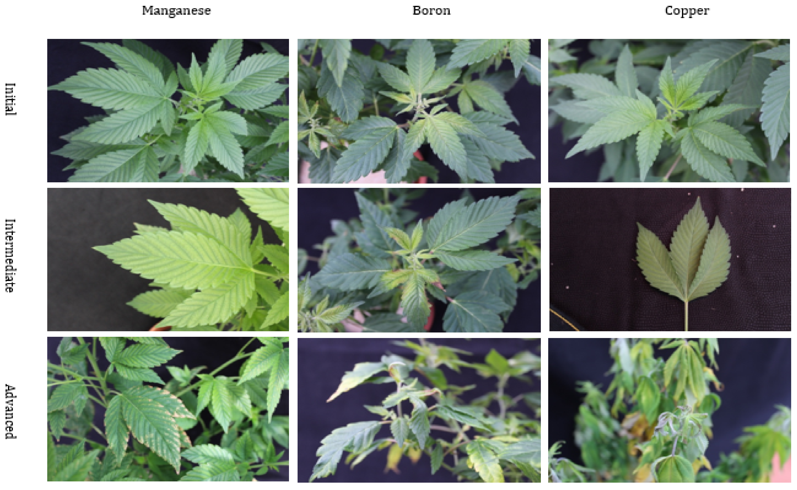 marijuana deficiency chart