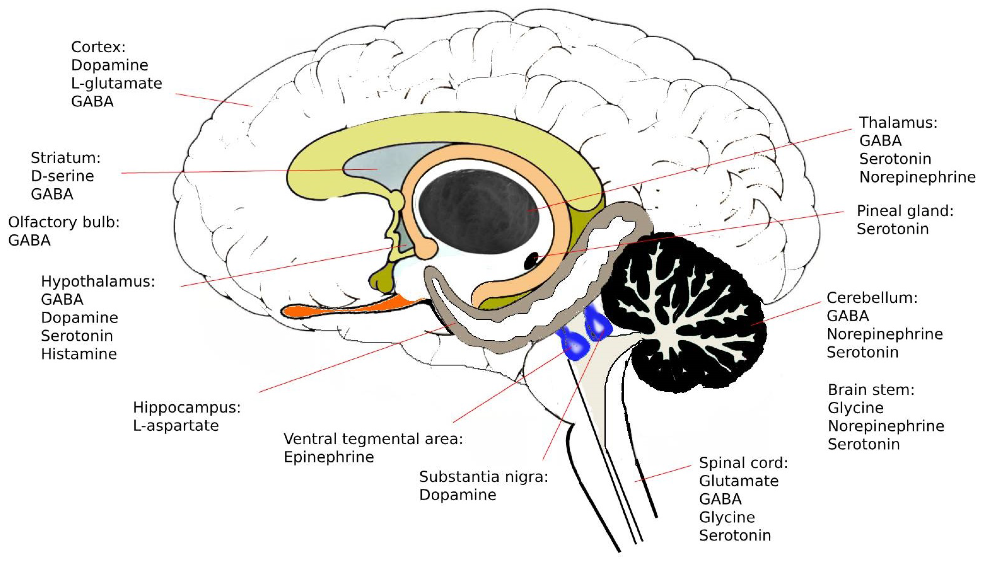 Could a New Test That Detects Dopamine Levels Help Diagnose Neurological  Diseases? - Neuroscience News