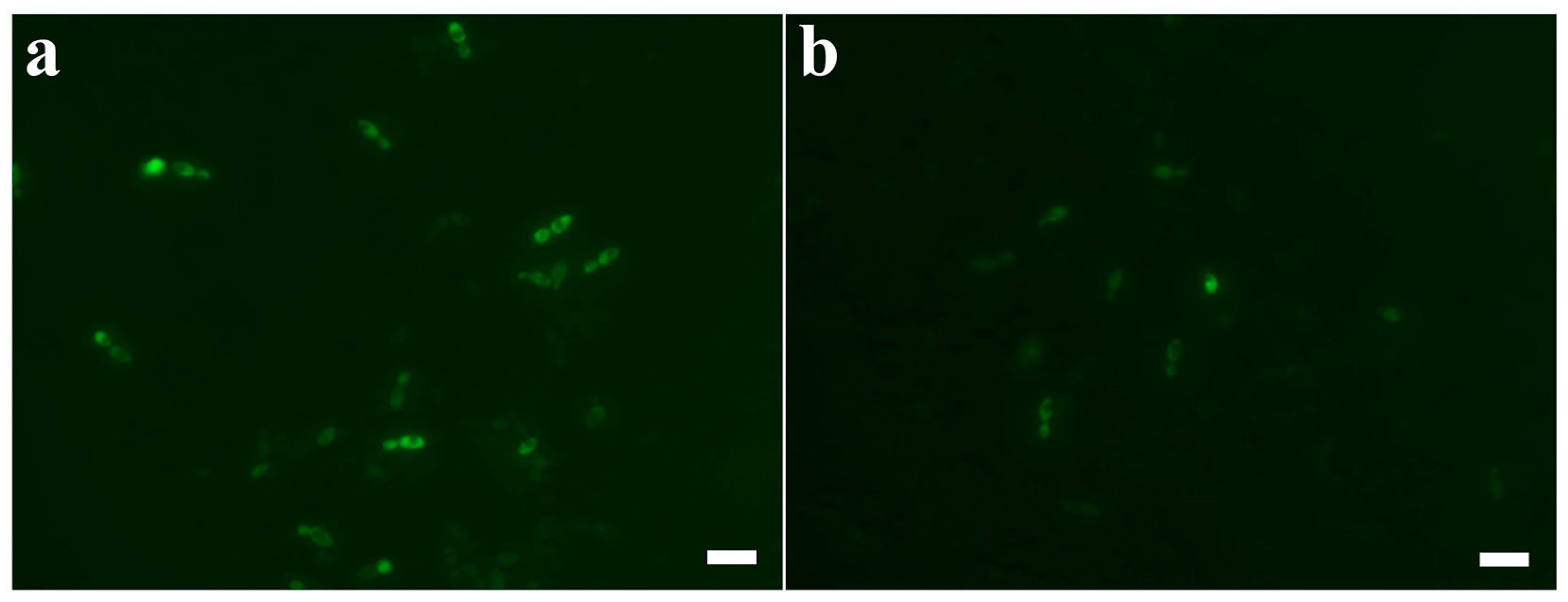 Applsci 09 04766 g003a Applsci 09 04766 g003a
