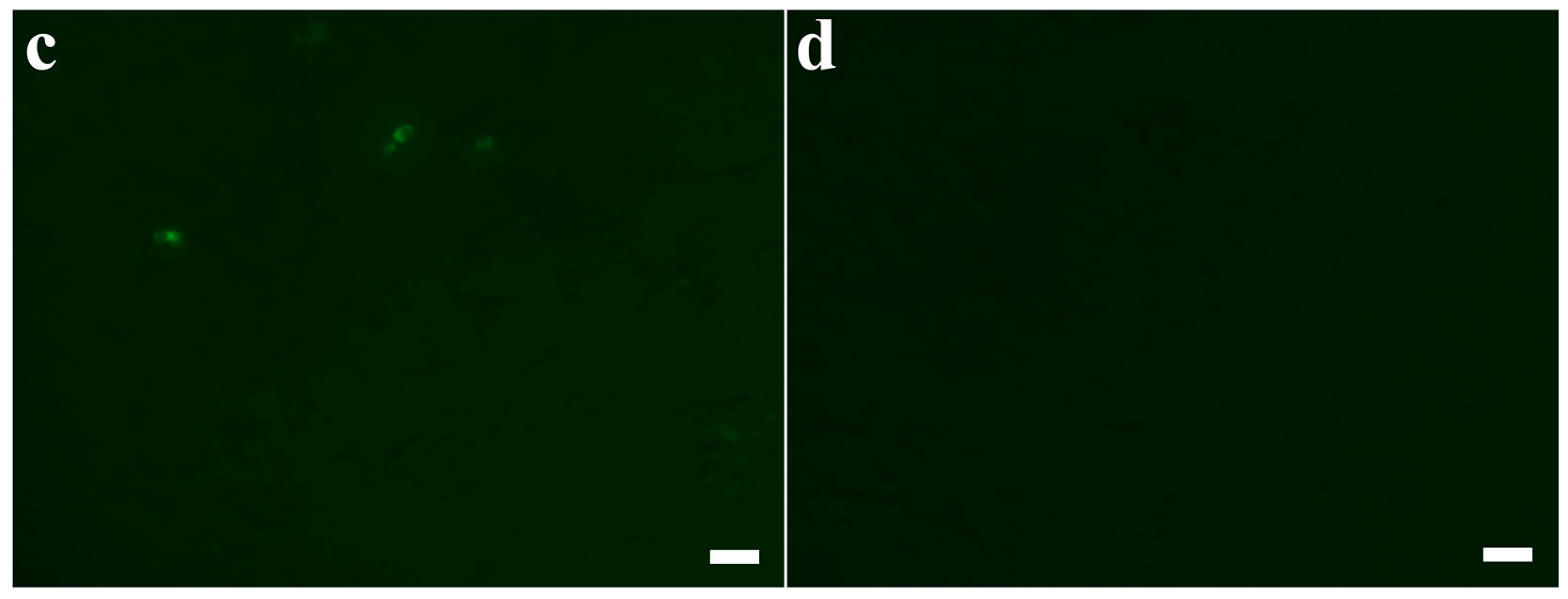 Applsci 09 04766 g003b Applsci 09 04766 g003b