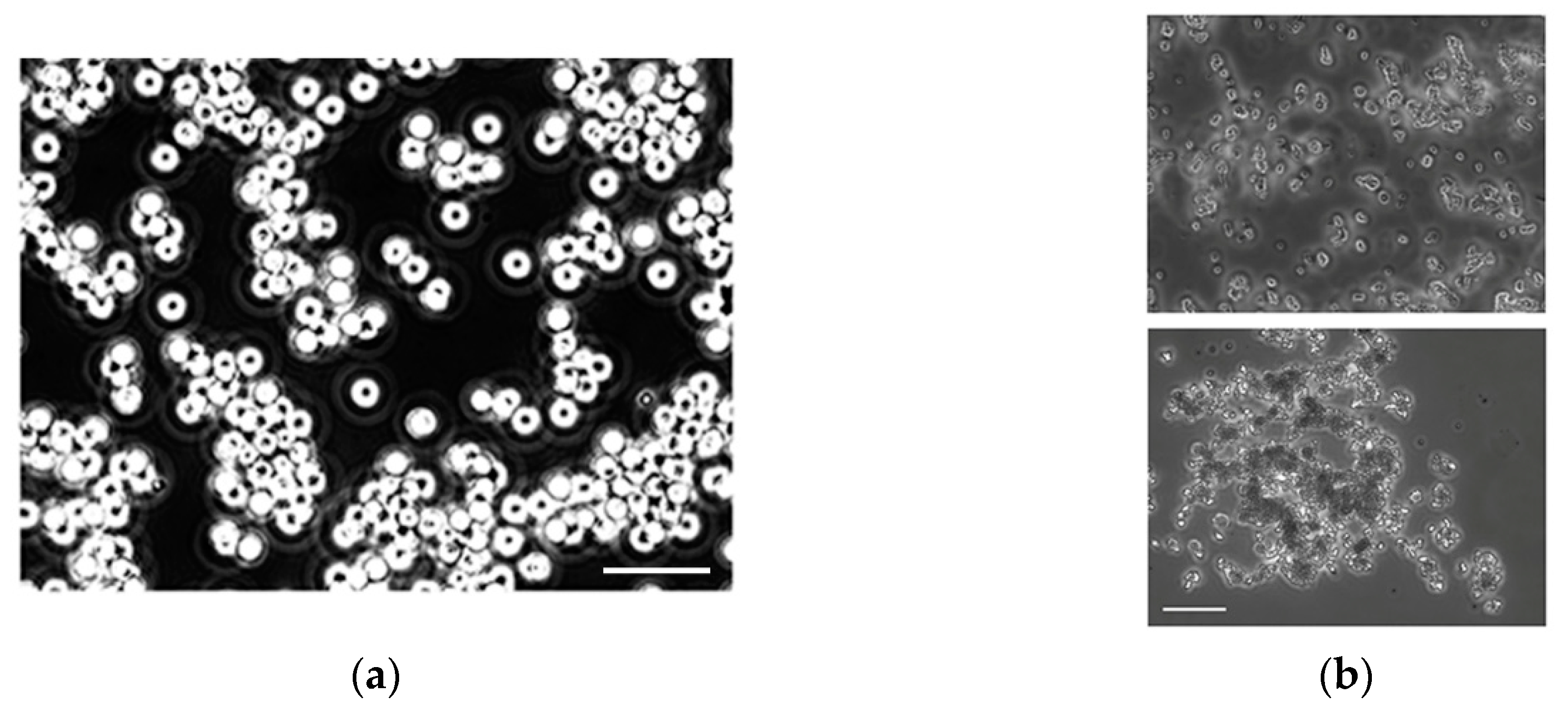 Applsci 09 05392 g004