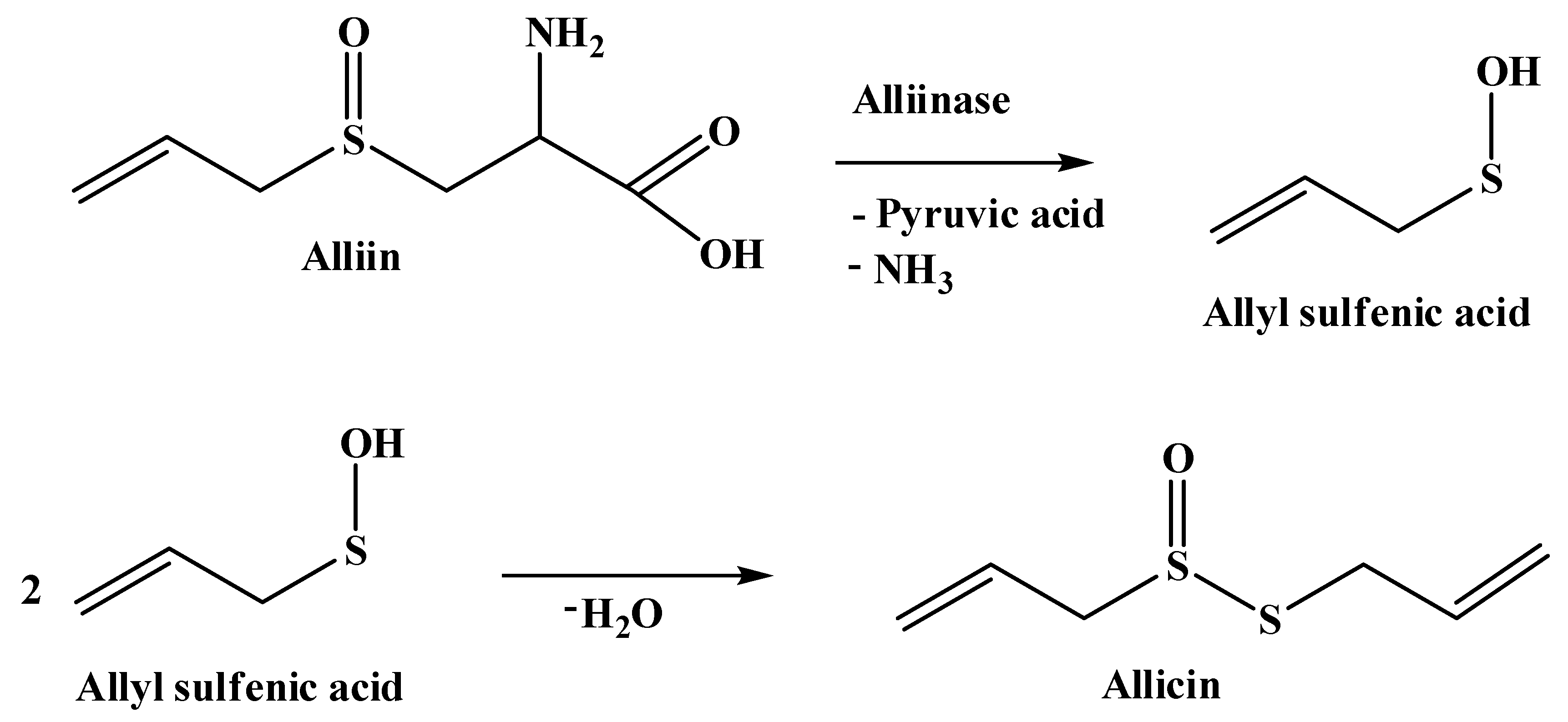 SciELO - Brazil - Novel NARC-G1 garlic: comparative allicin