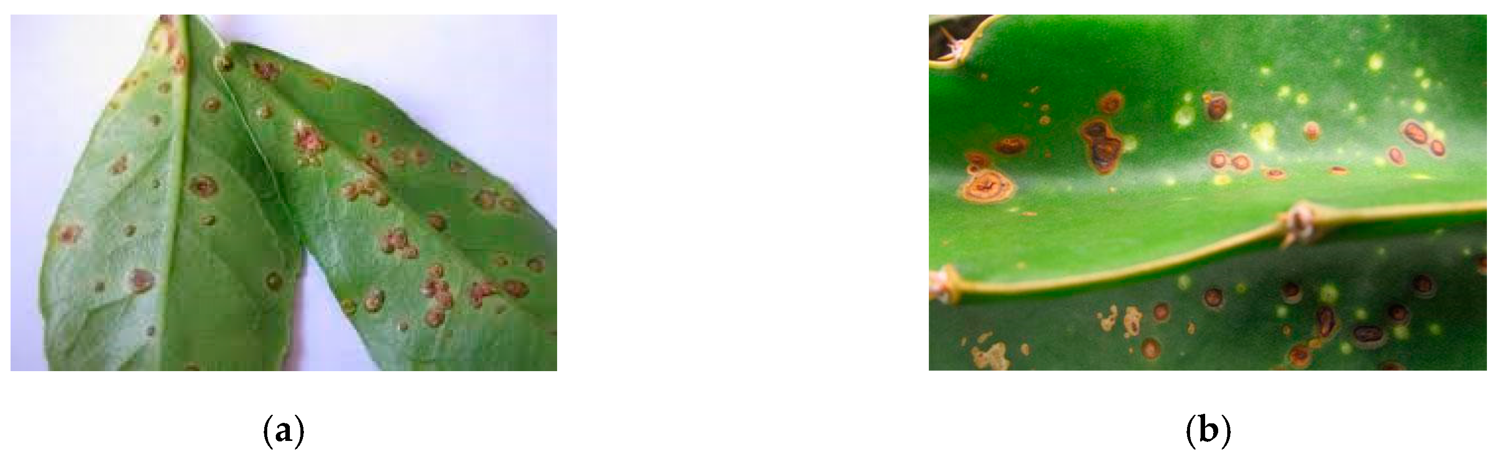 Applsci 10 00466 g001 Applsci 10 00466 g001