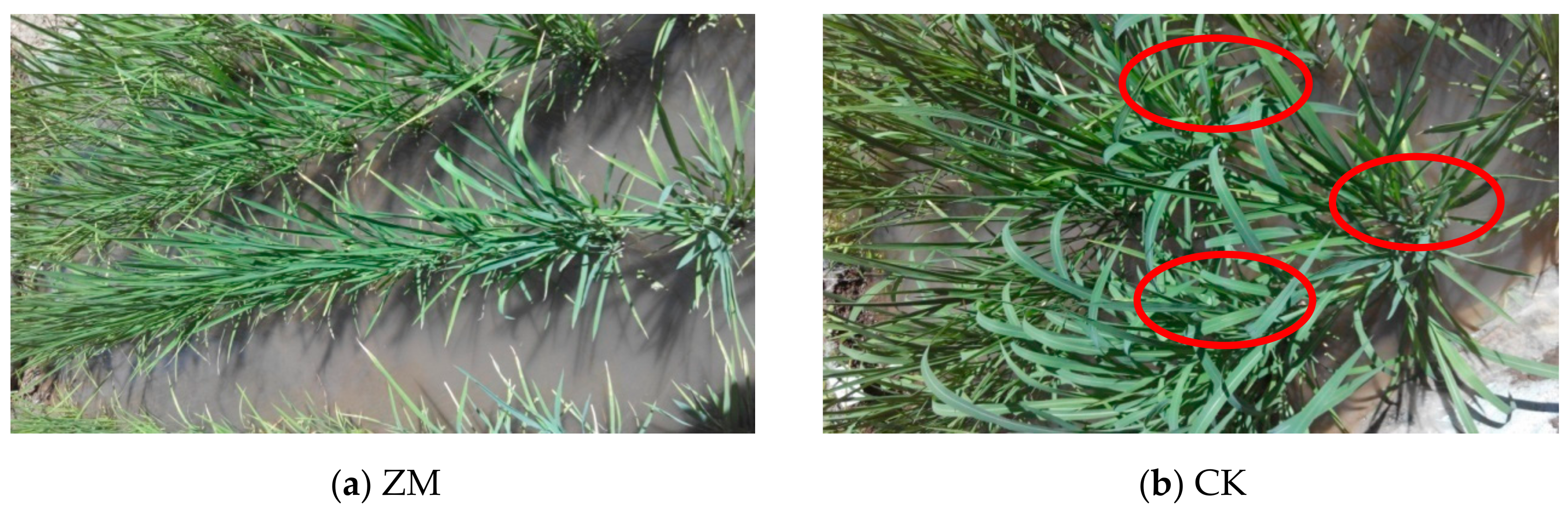 Applsci 10 00495 g001 Applsci 10 00495 g001