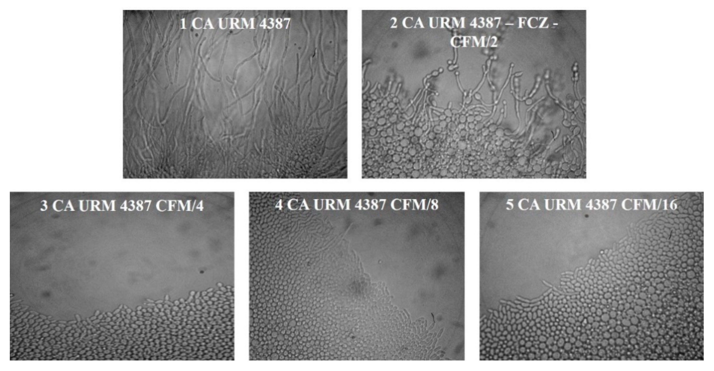 Applsci 10 00631 g004