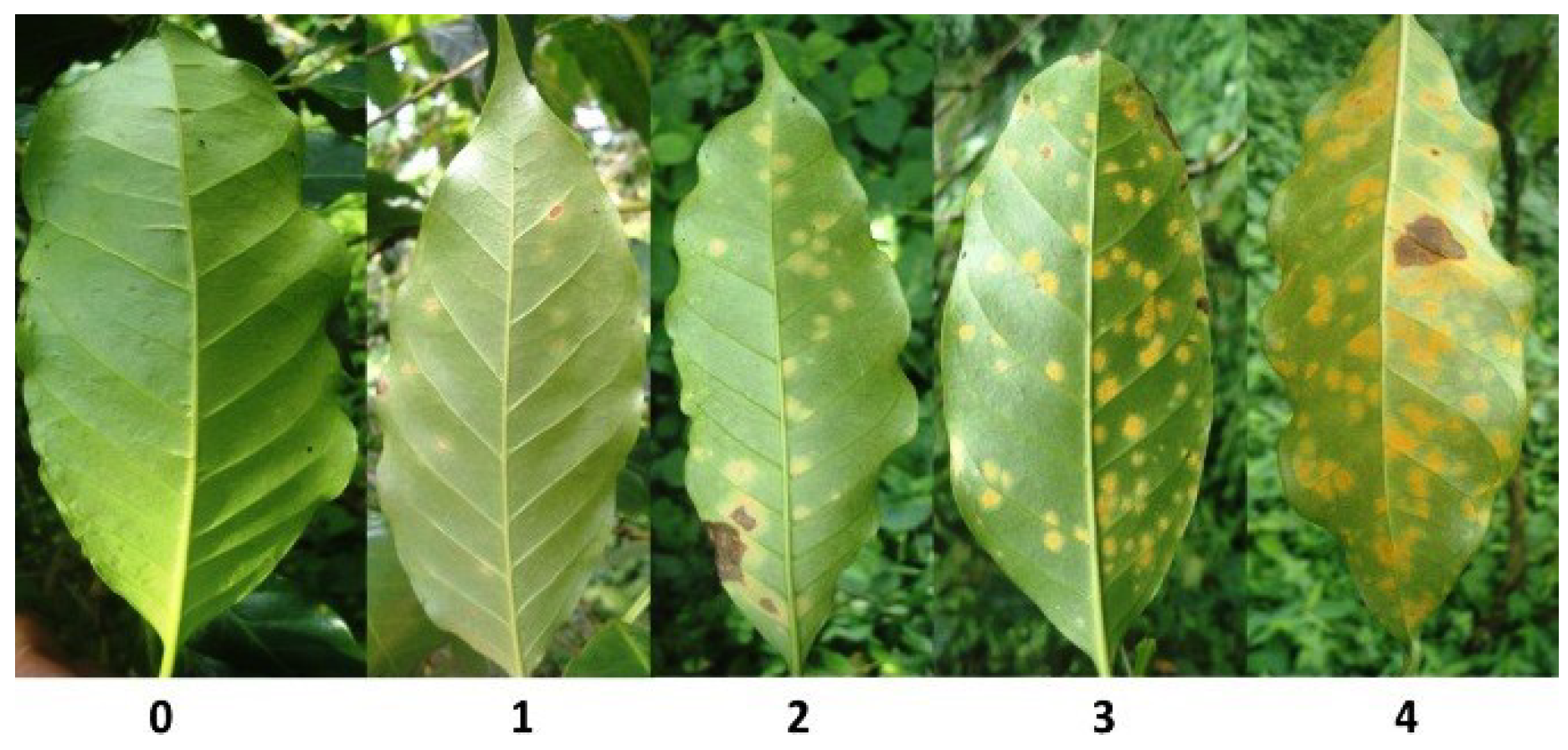 Applsci 10 00697 g004