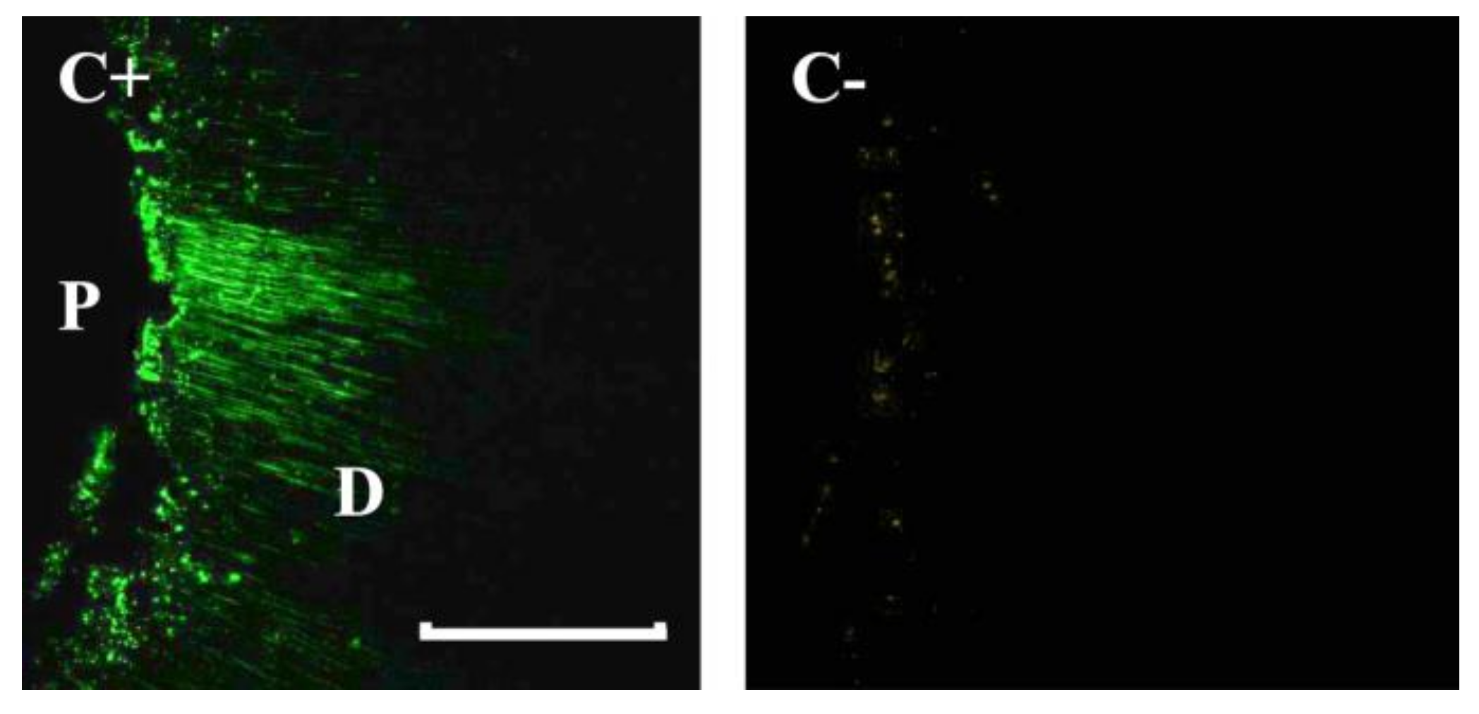 Applsci 10 00761 g003