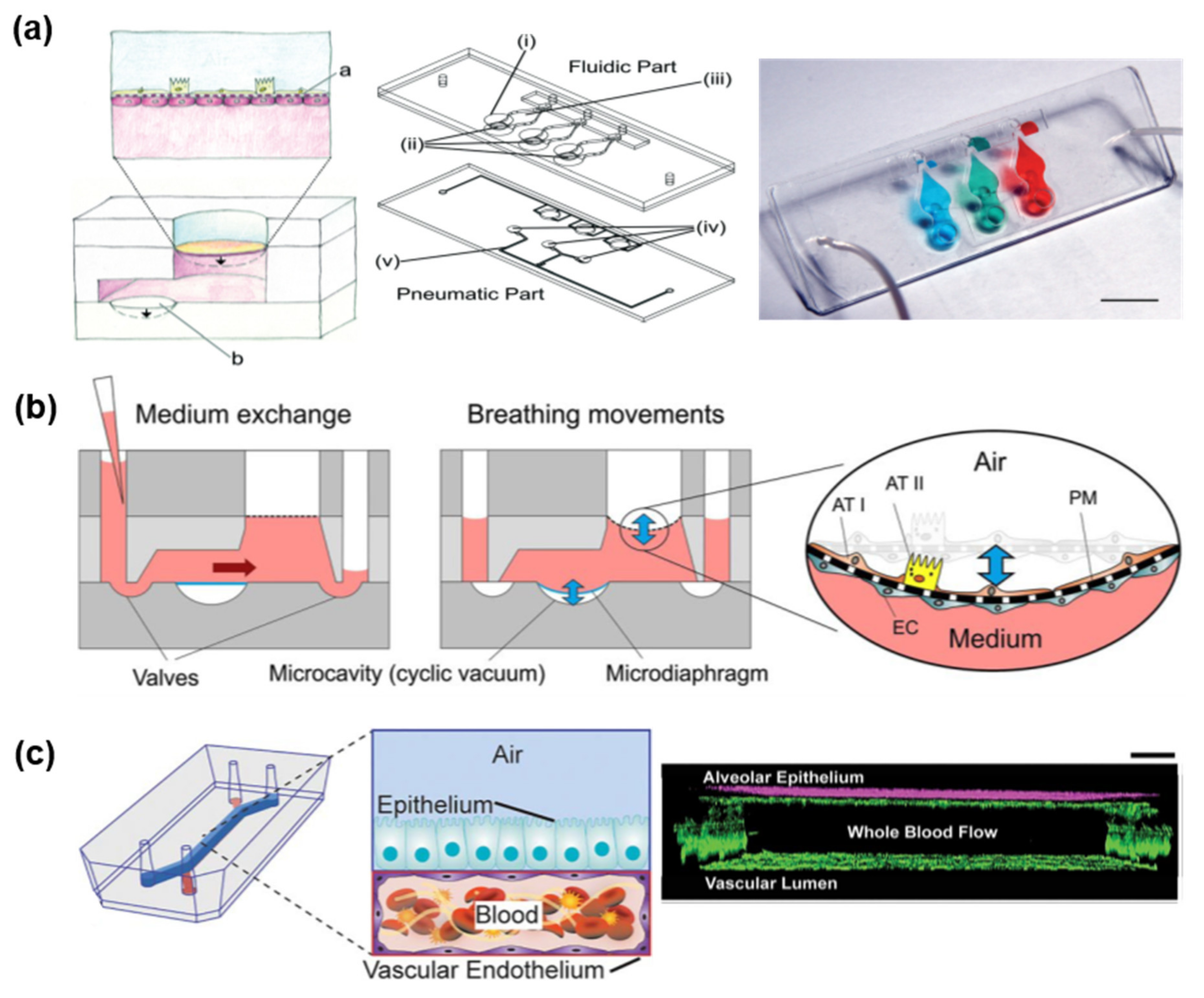 Applied Sciences Free Full Text Vascularized Lower Respiratory