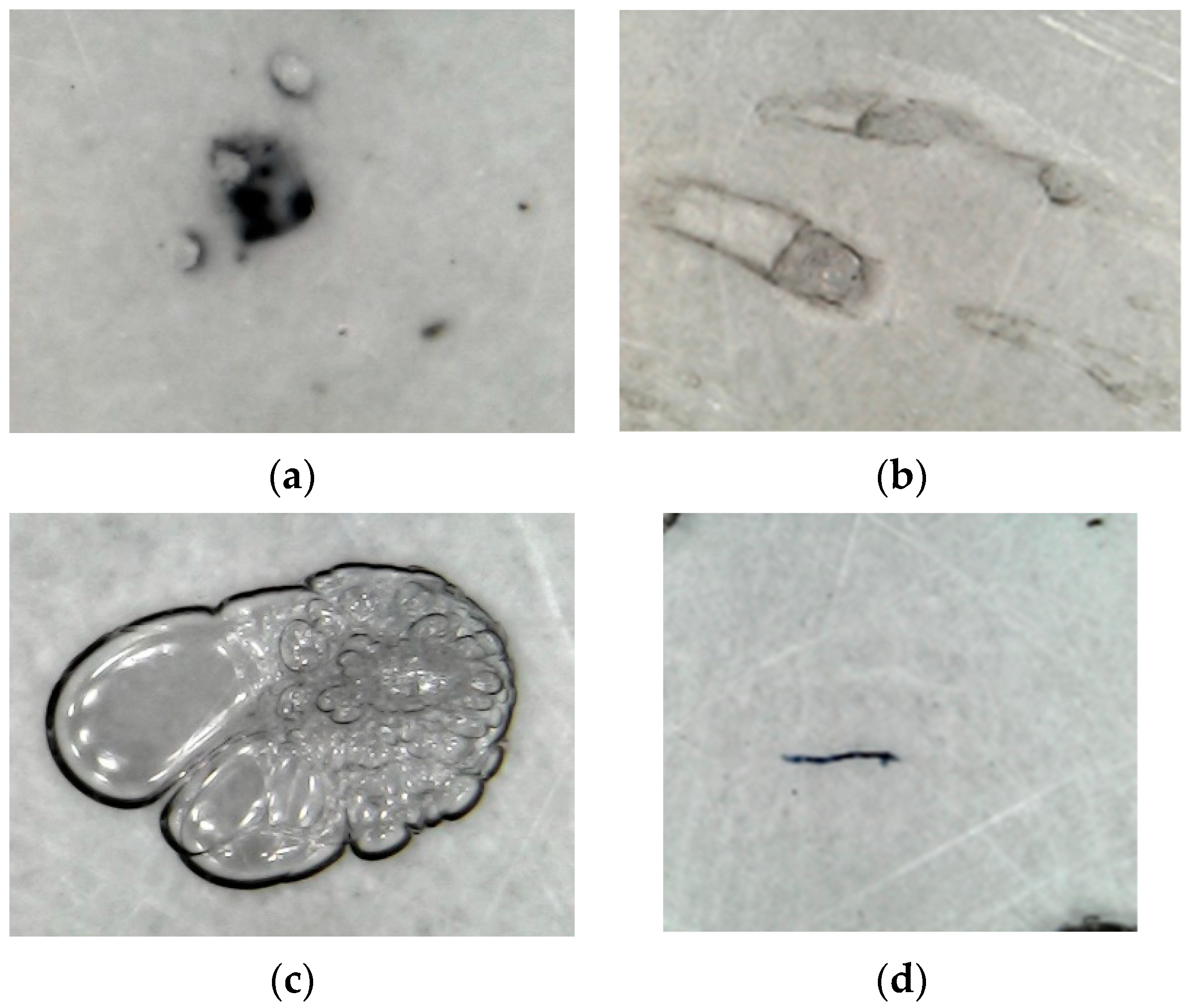 Applsci 10 01206 g002