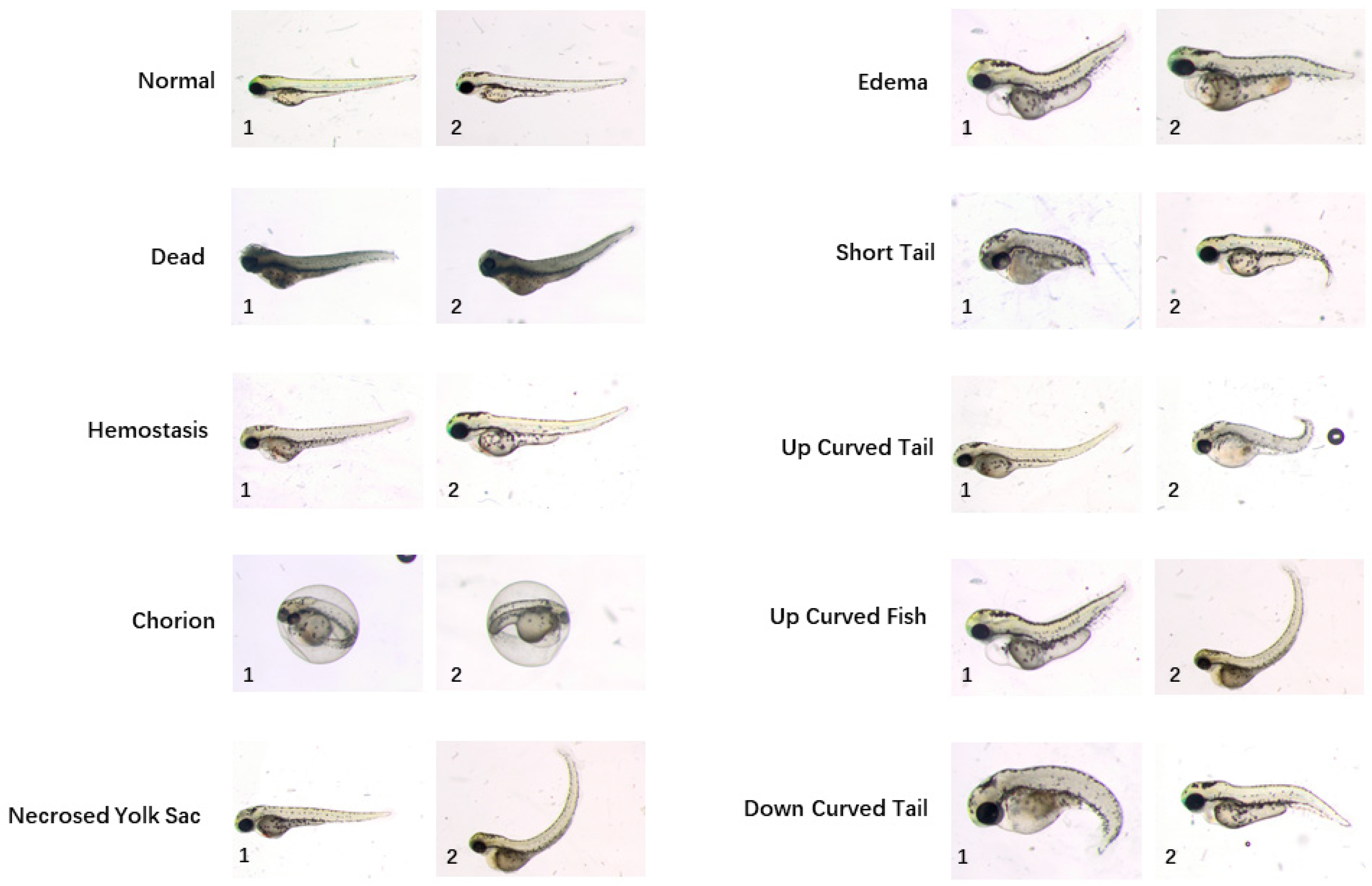 Applied Sciences | Free Full-Text | Zebrafish Larvae Phenotype