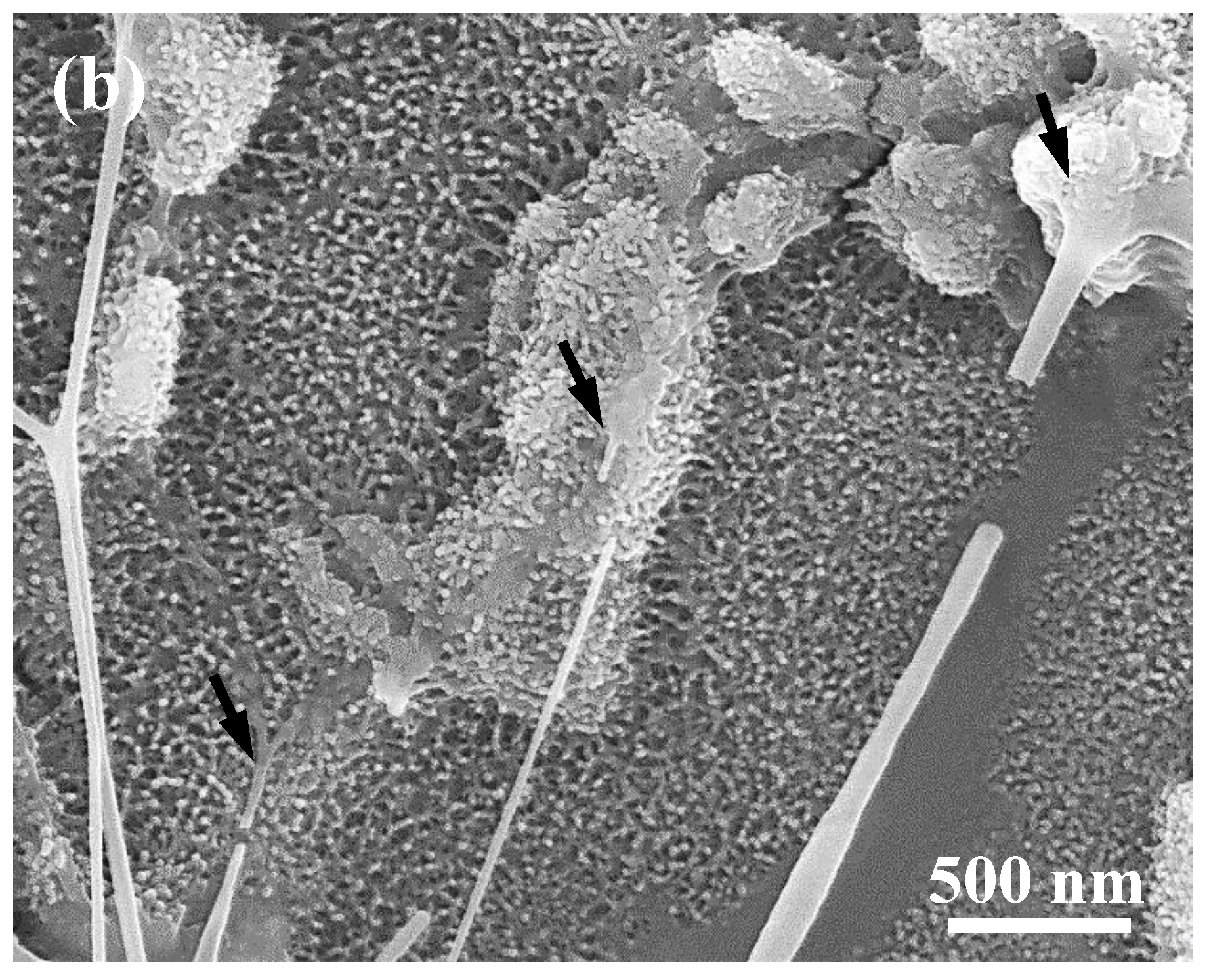 Applsci 10 01363 g005b Applsci 10 01363 g005b