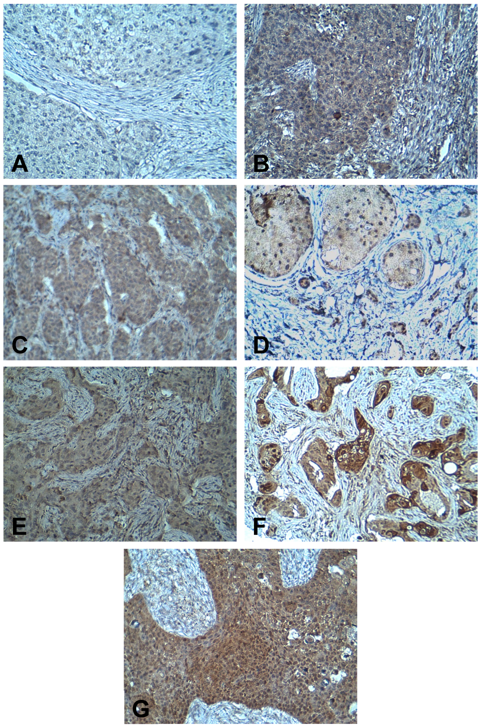 Applsci 10 01614 g001 Applsci 10 01614 g001