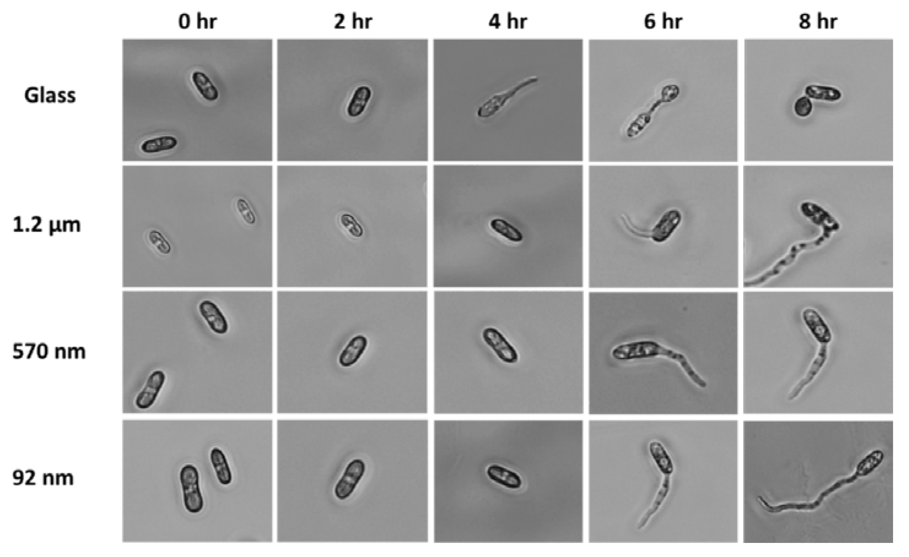 Applsci 10 02260 g006