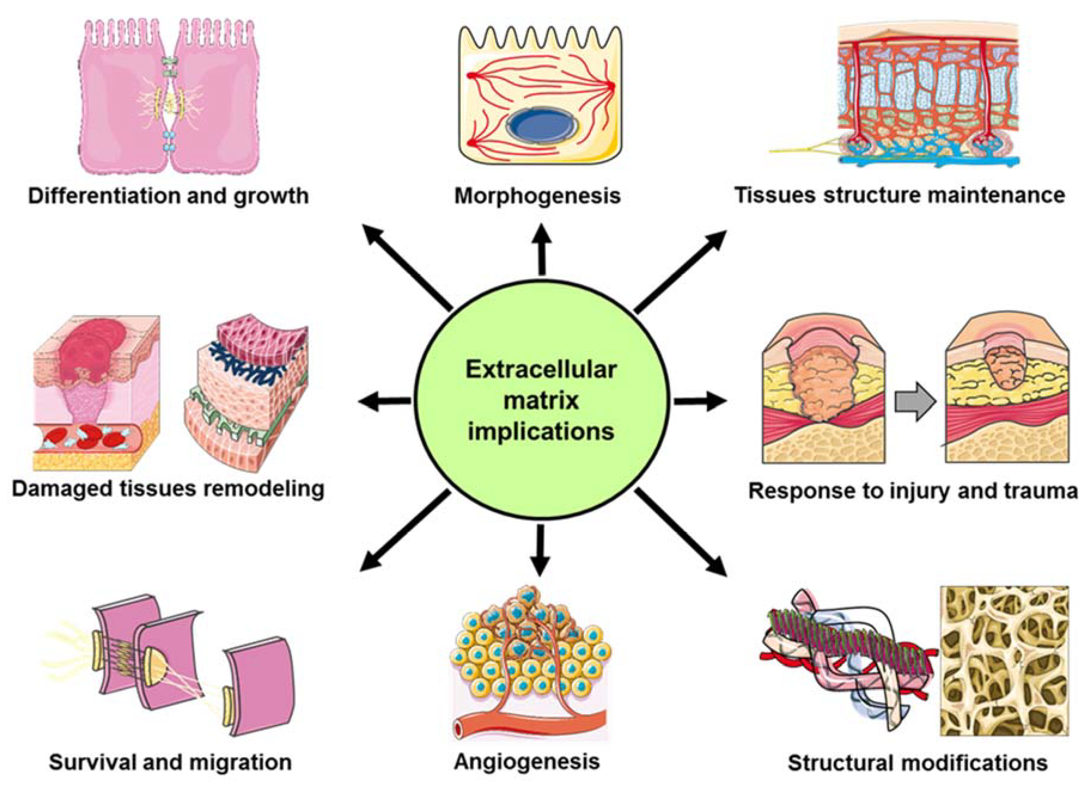 extracellular matrix extracellular matrix