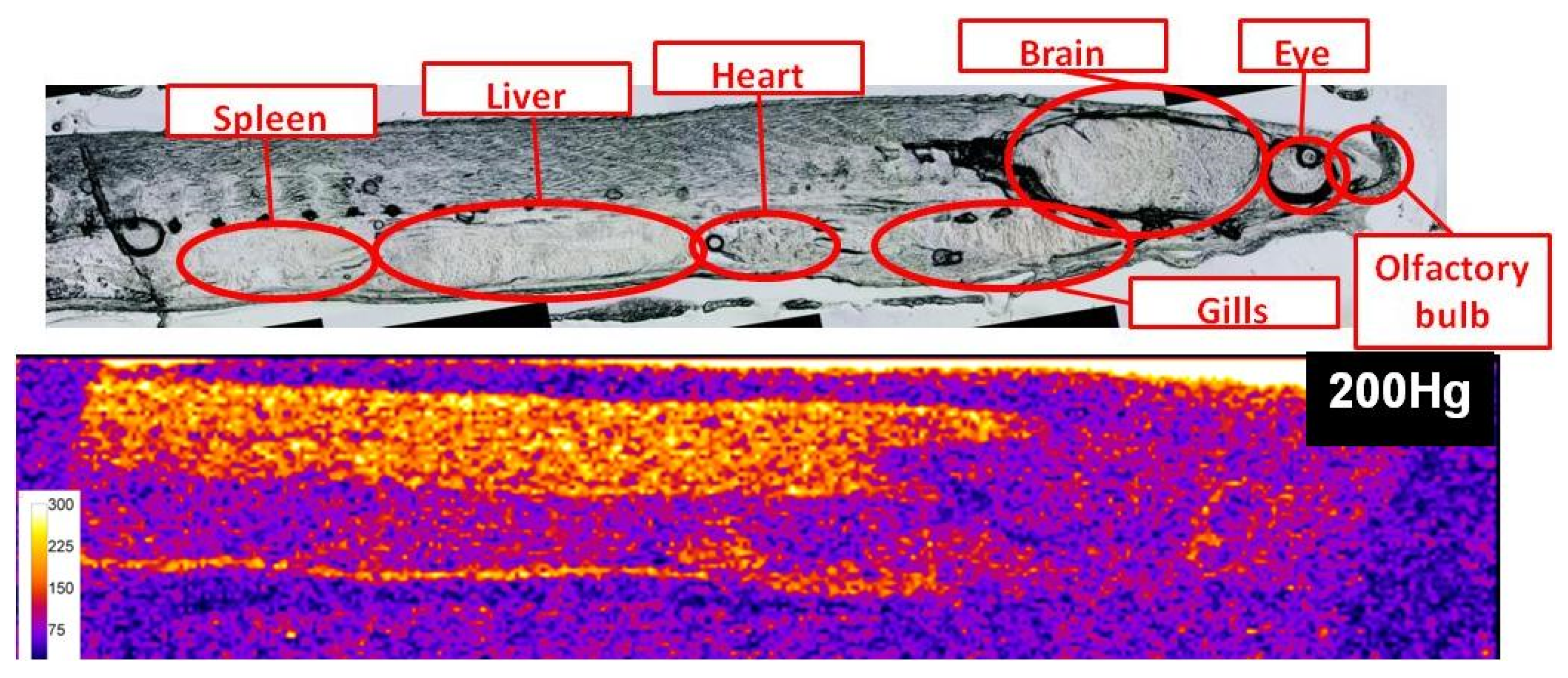 Applsci 10 02463 g001 Applsci 10 02463 g001