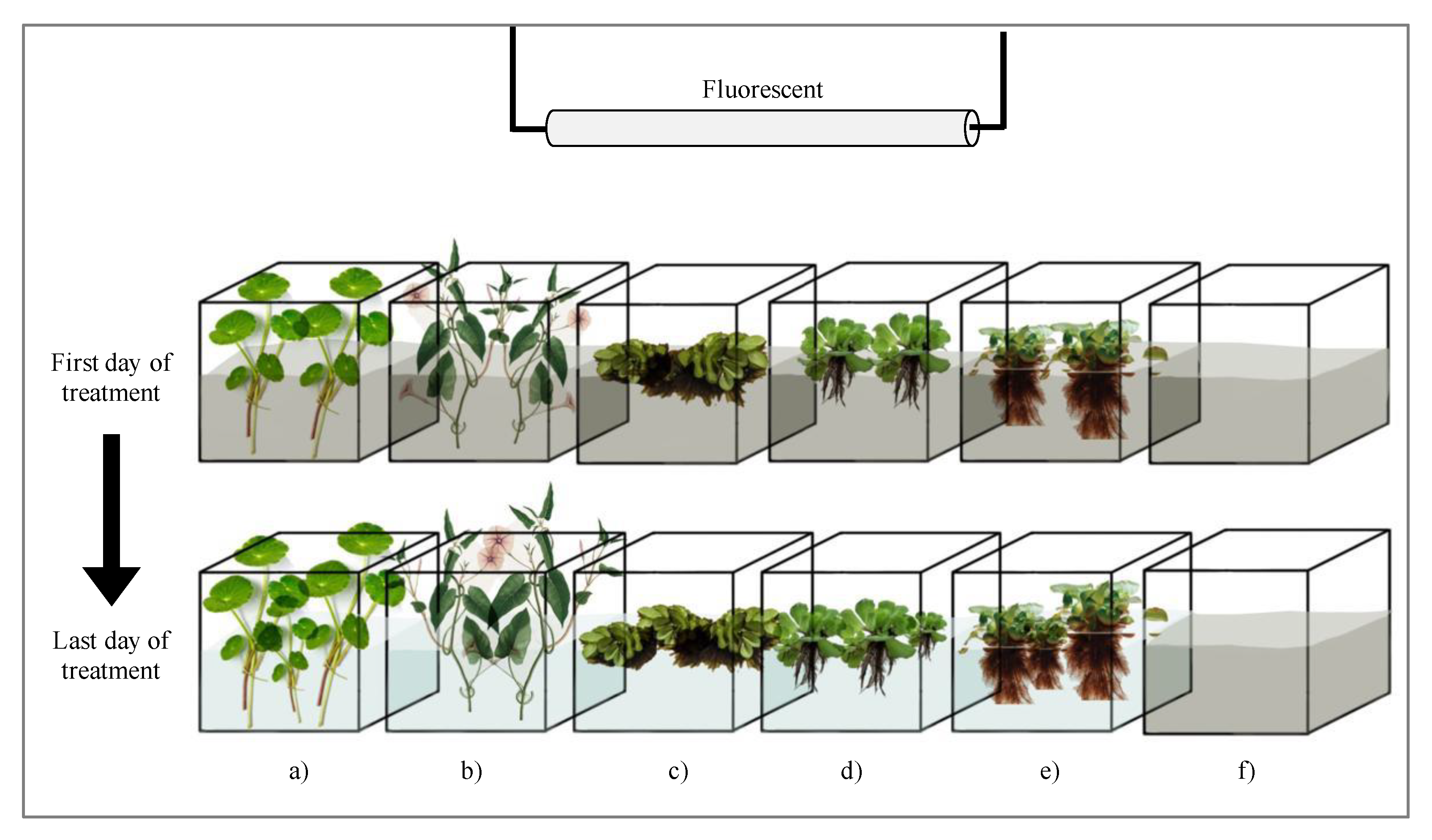 Applied Sciences | Free Full-Text | Efficiency of Five Selected Aquatic  Plants in Phytoremediation of Aquaculture Wastewater