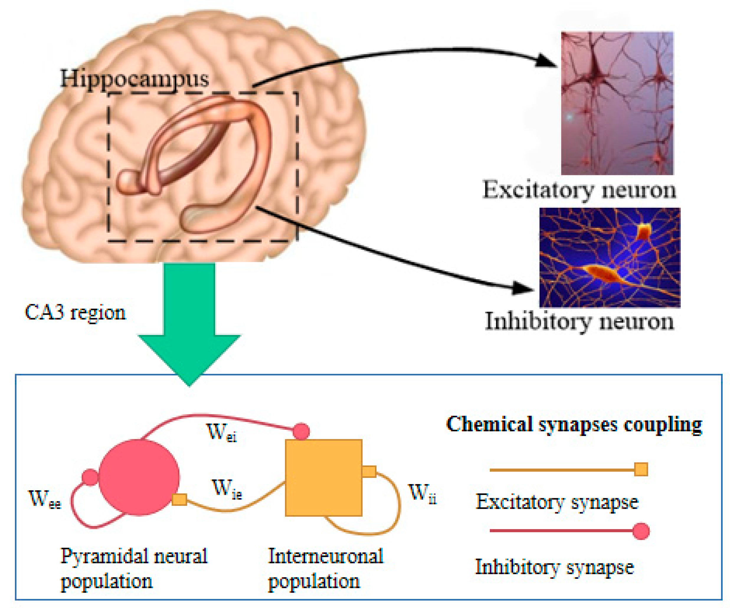 hippocampus anatomy histology