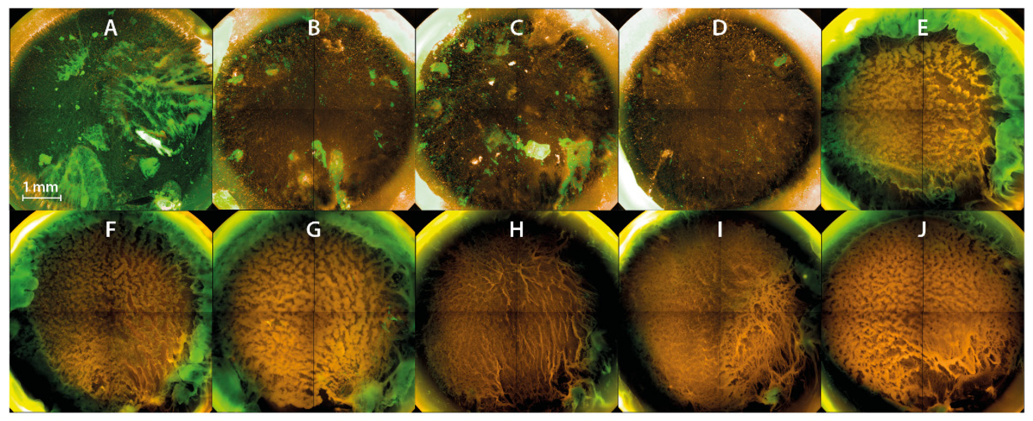 Applsci 10 03118 g004
