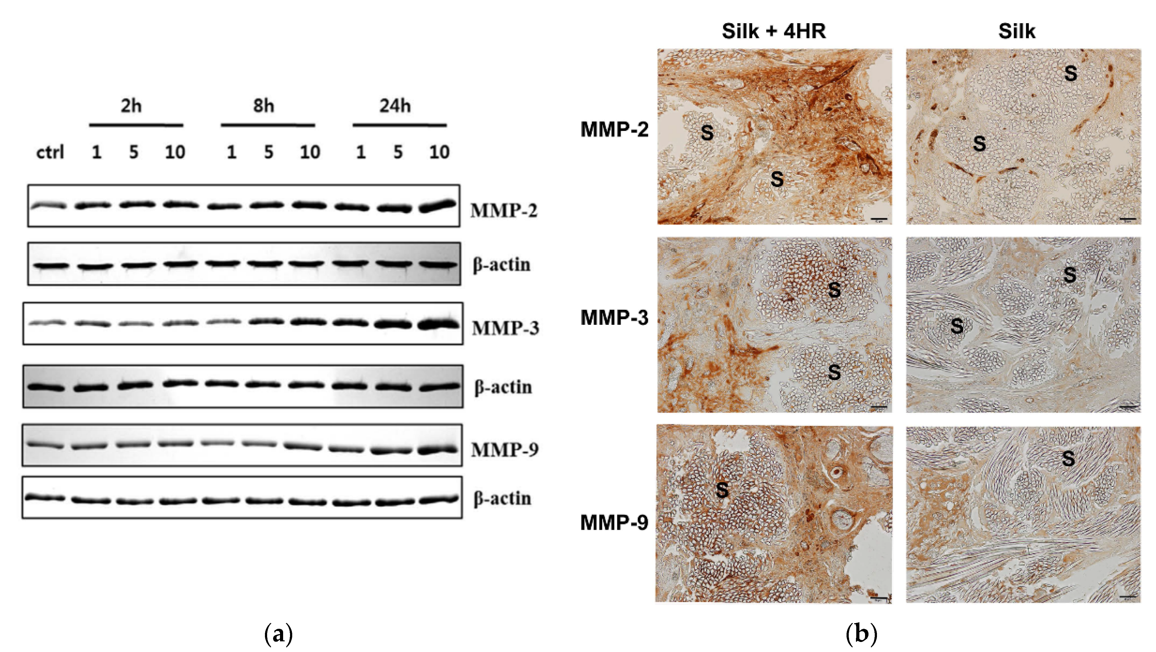 Applied Sciences Free Full Text Role Of 4 Hexylresorcinol In The Field Of Tissue Engineering Html Applied Sciences Free Full Text Role Of 4 Hexylresorcinol In The Field Of Tissue Engineering Html