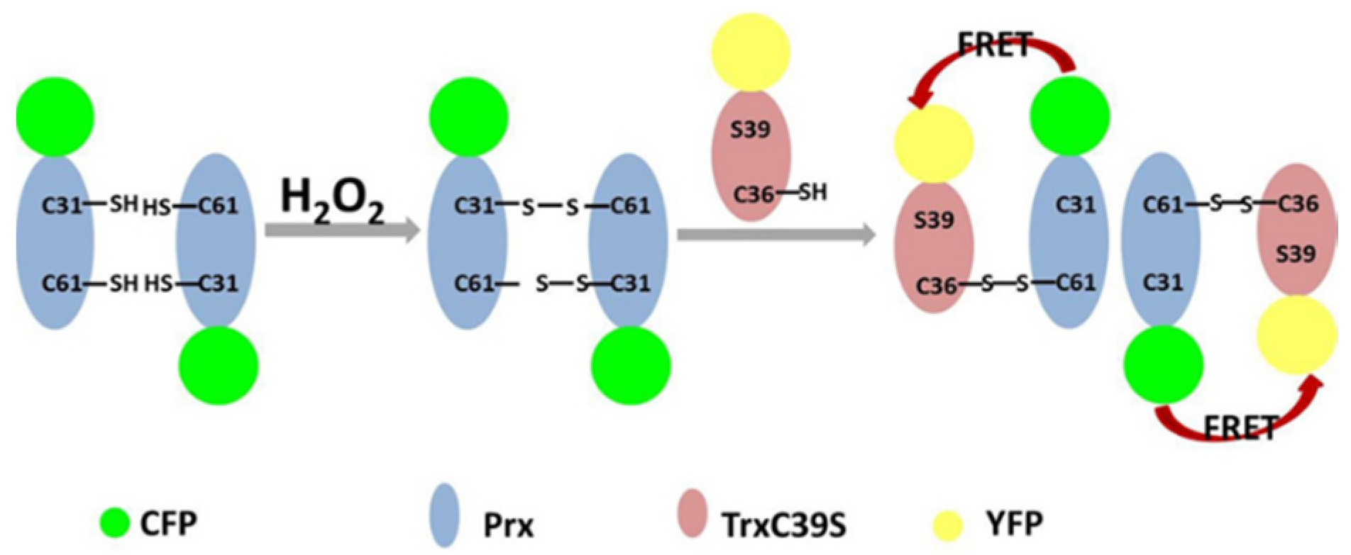 Applsci 10 03508 g001