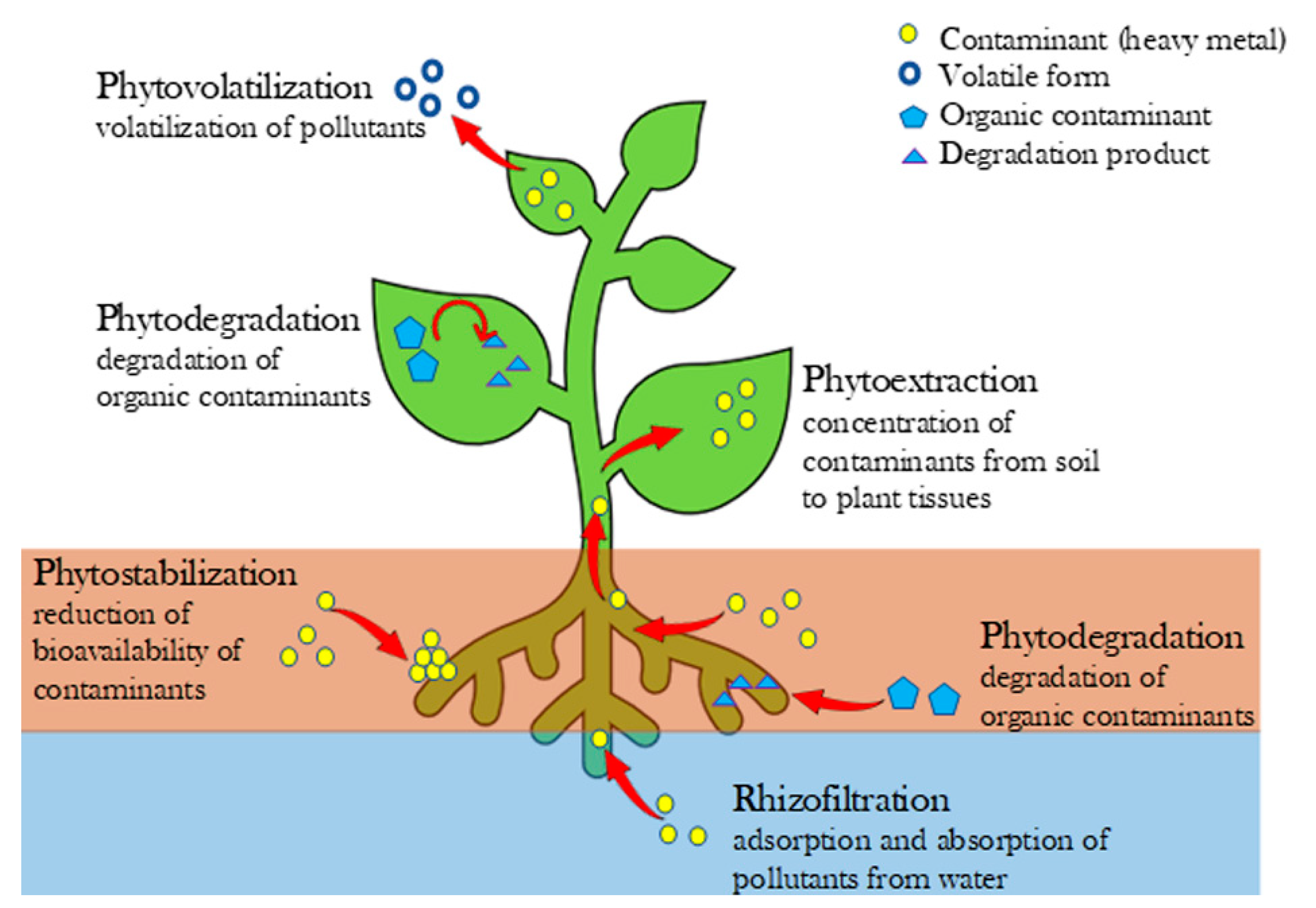 Can Phytoremediation Help Remove Oil from the Environment?: Effective Techniques.