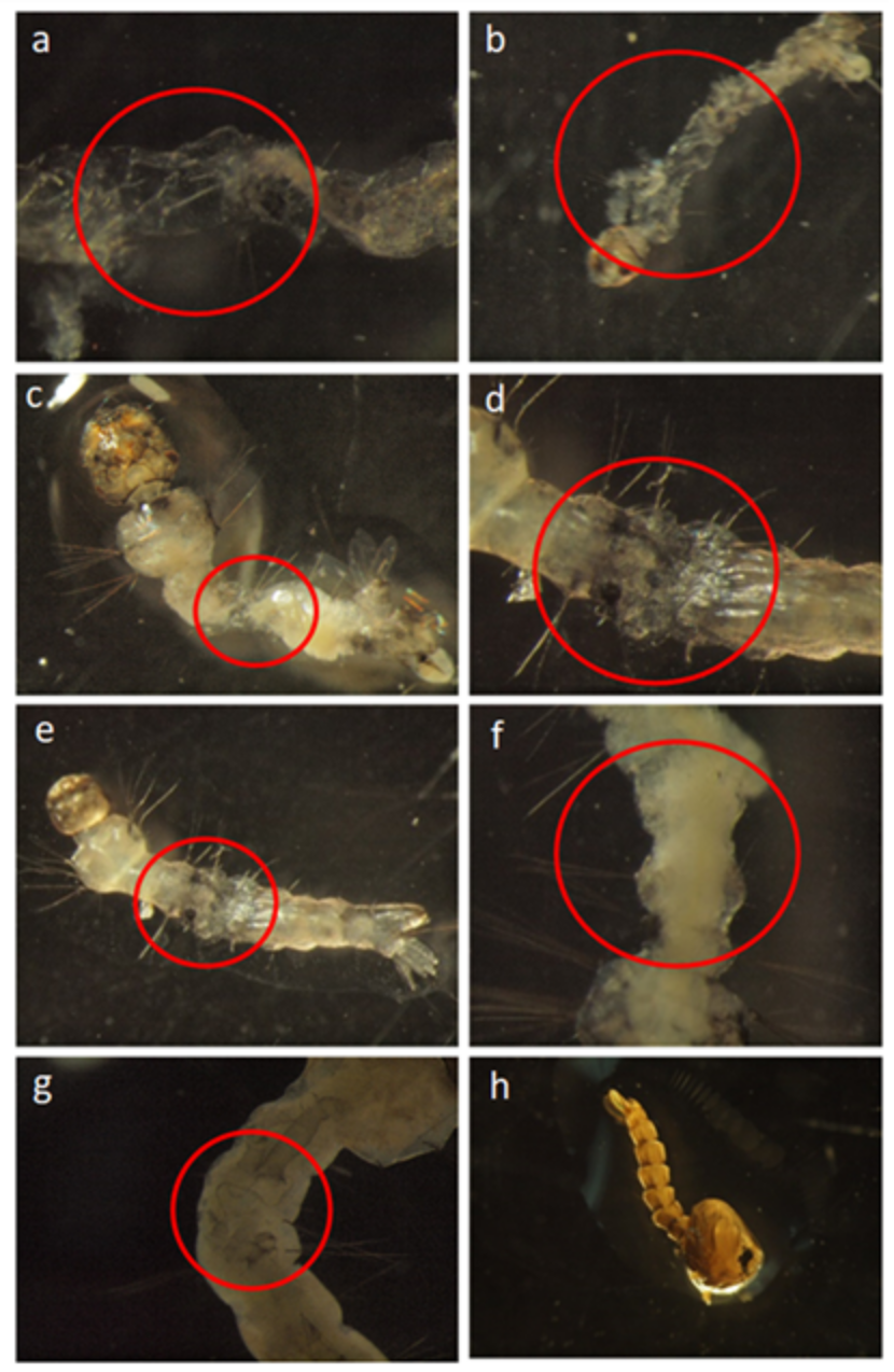 Applsci 10 03546 g004