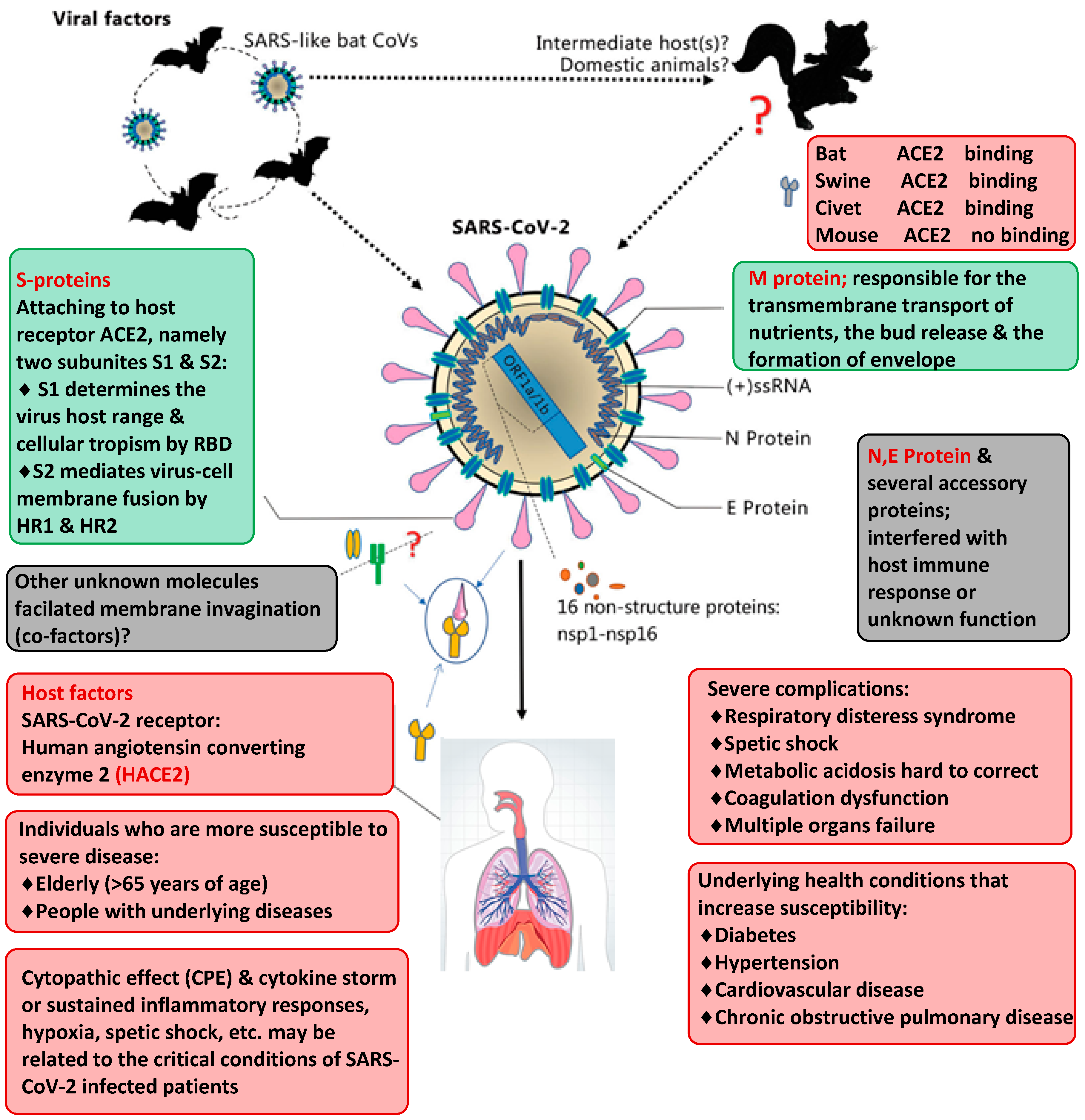 3 hypothesis about covid 19 infection