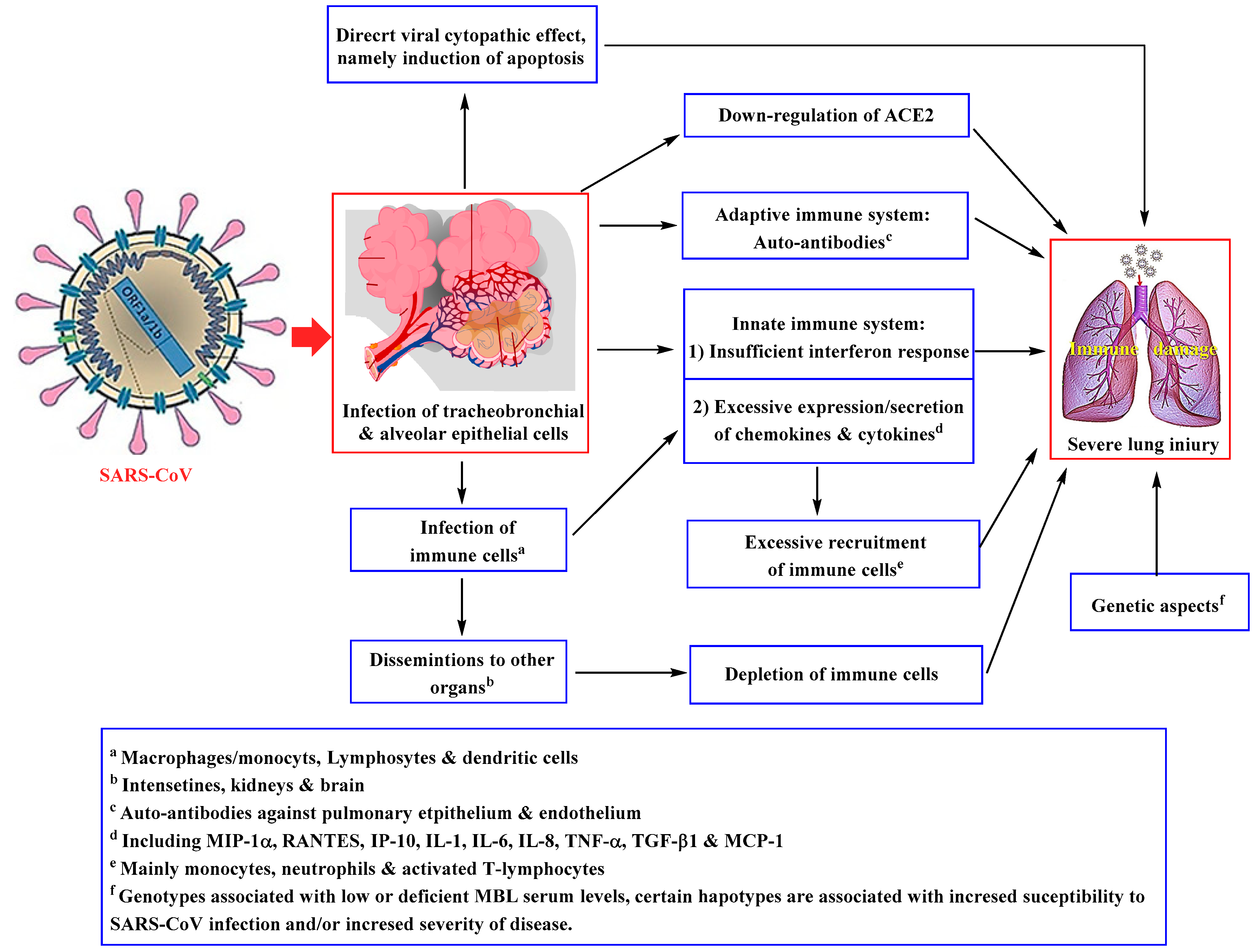 Respiratory virus