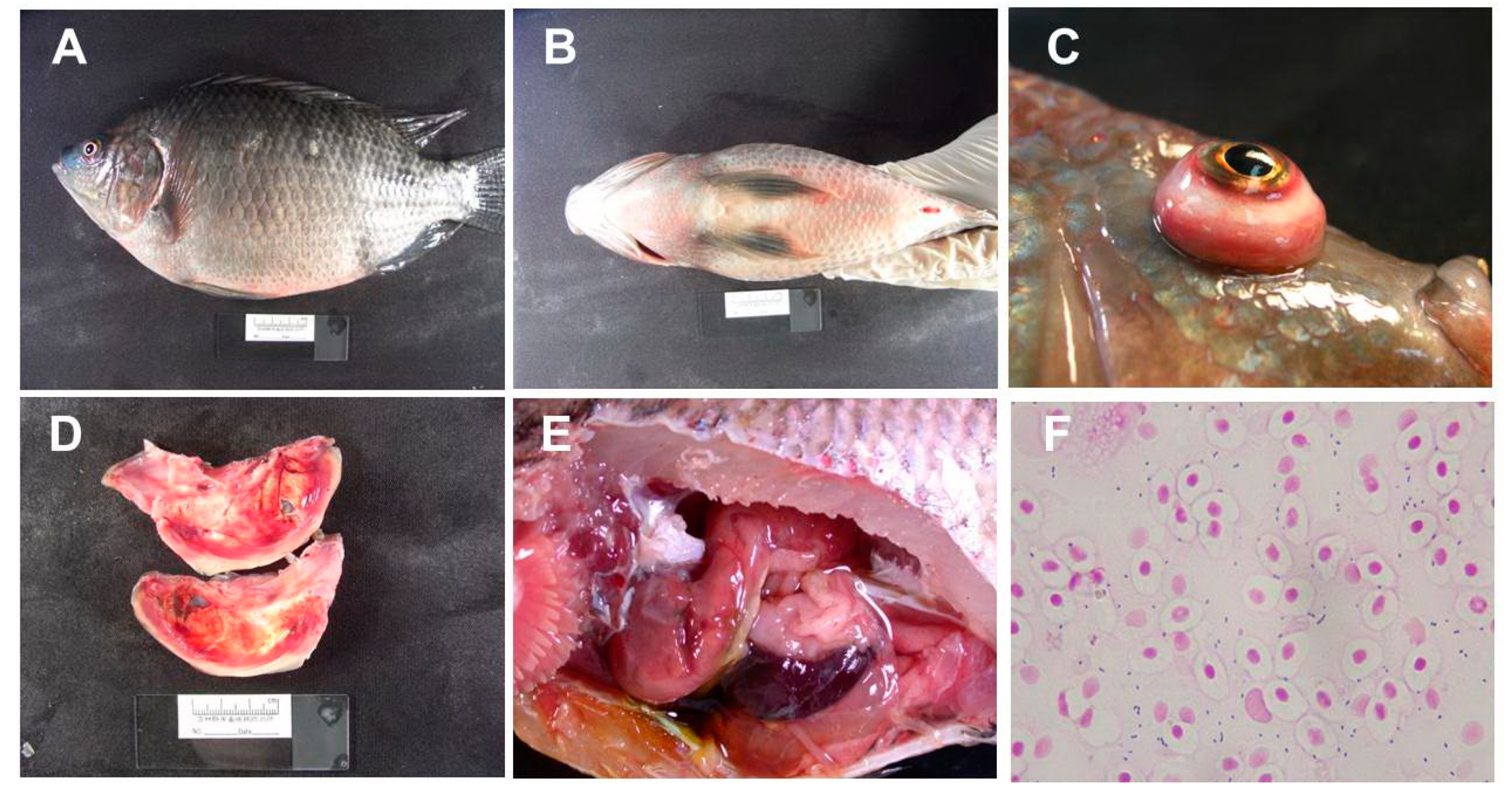 Applsci 10 04018 g002