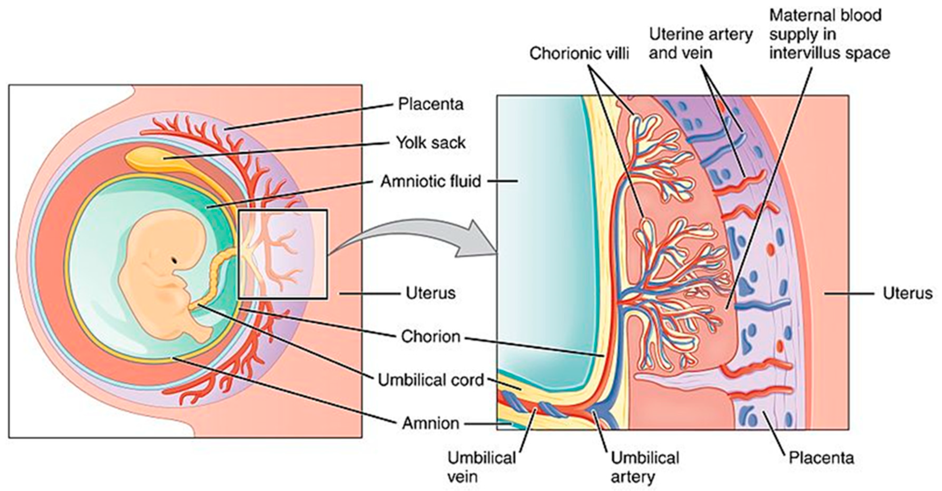 Пуповина строение. Плацентарный барьер строение. Строение эмбриона плаценты схема. Плацента и пуповина анатомия.