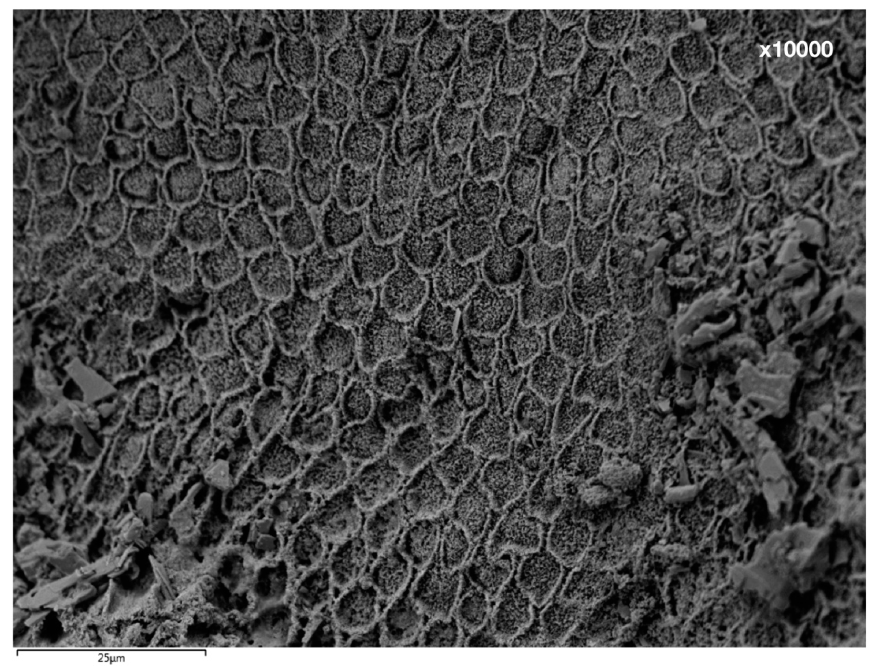 Applsci 10 04369 g017