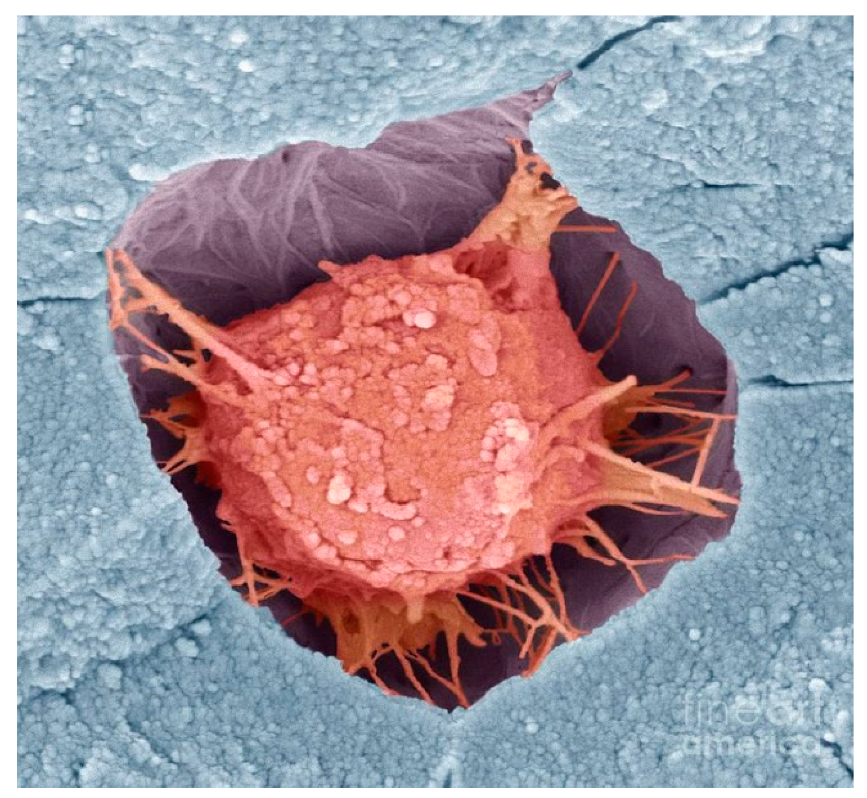 Applsci 10 04433 g002