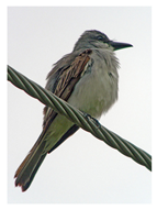 Applsci 10 04652 i002