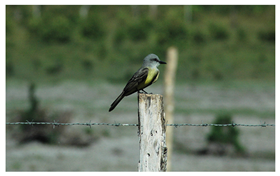 Applsci 10 04652 i004