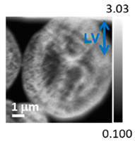 Applsci 10 04836 i008