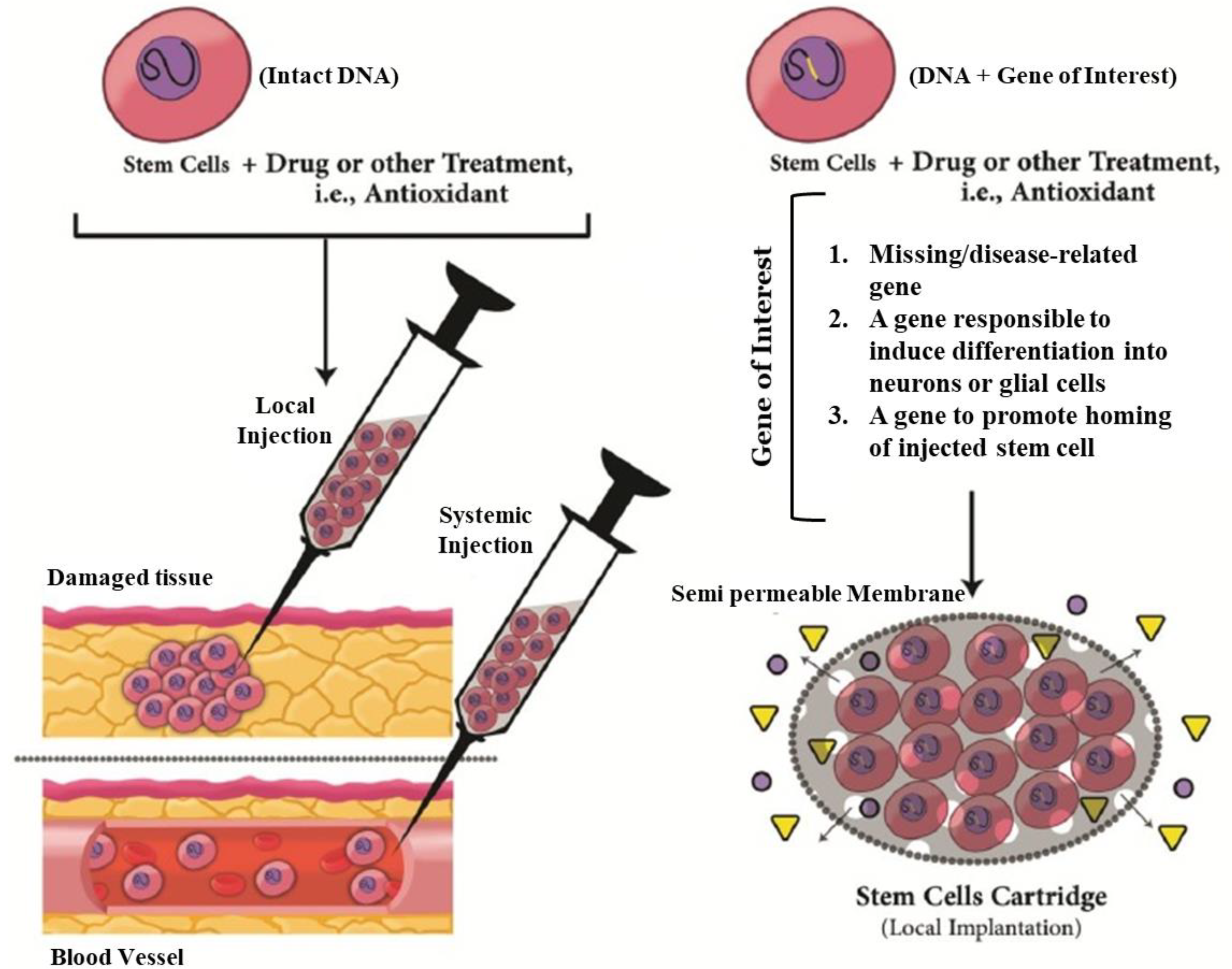Cell based. Cell Therapy. Стволовые клетки в гелях.