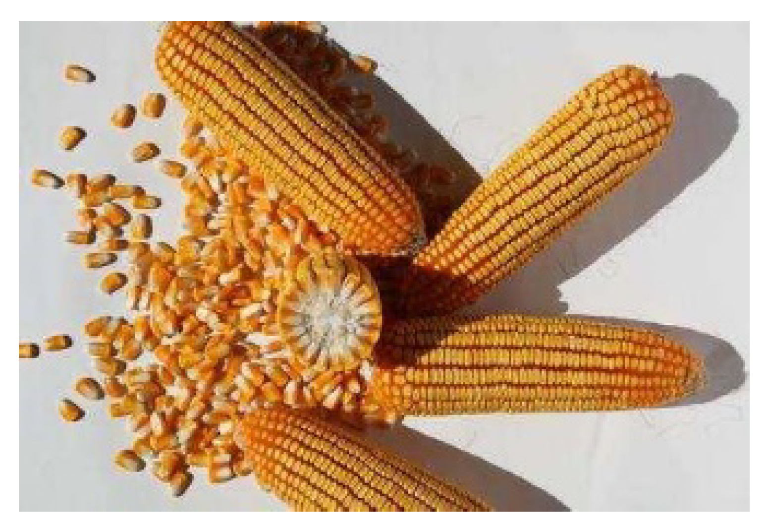 Applsci 10 04925 g001