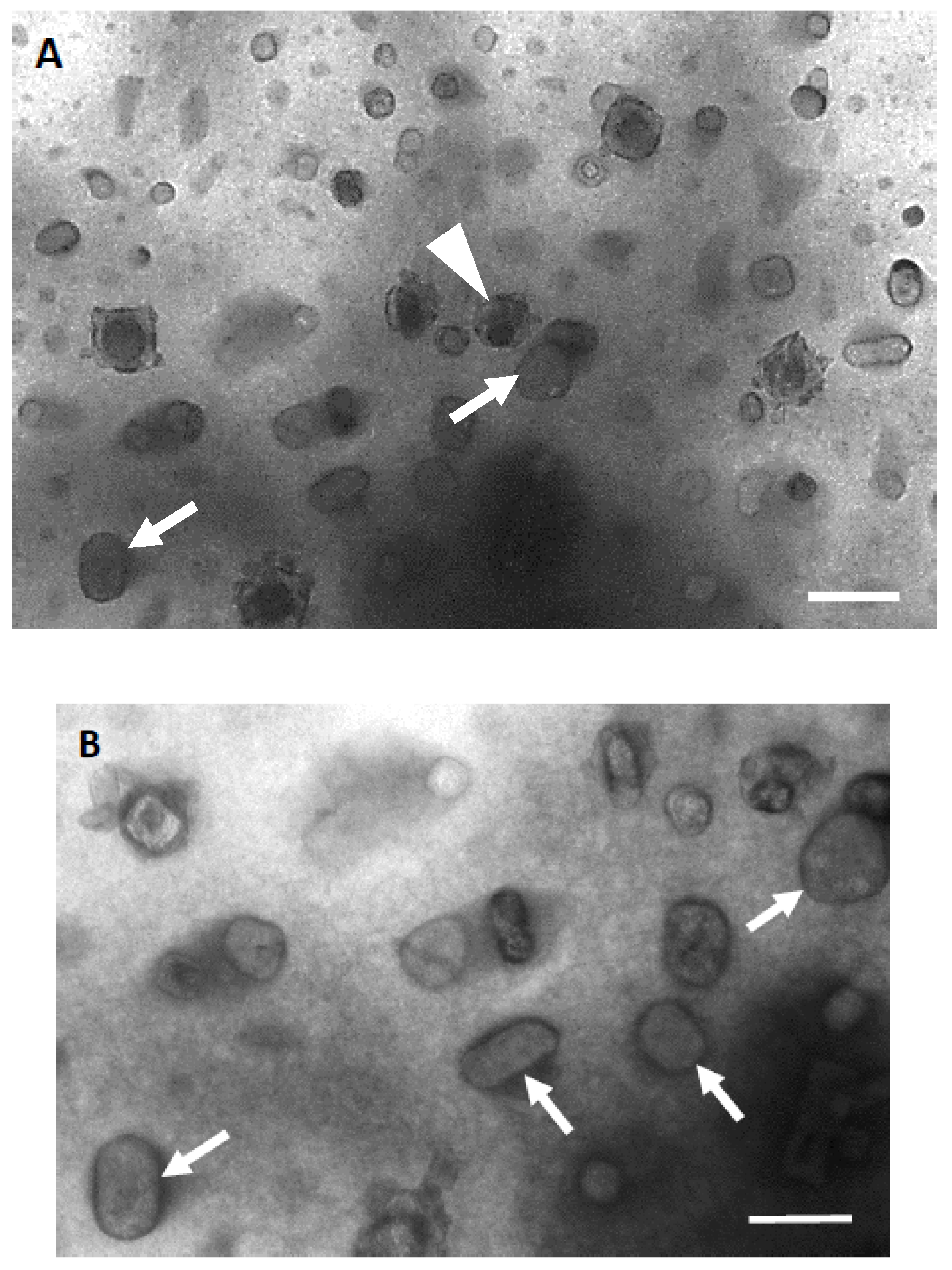 Applsci 10 04946 g003 Applsci 10 04946 g003
