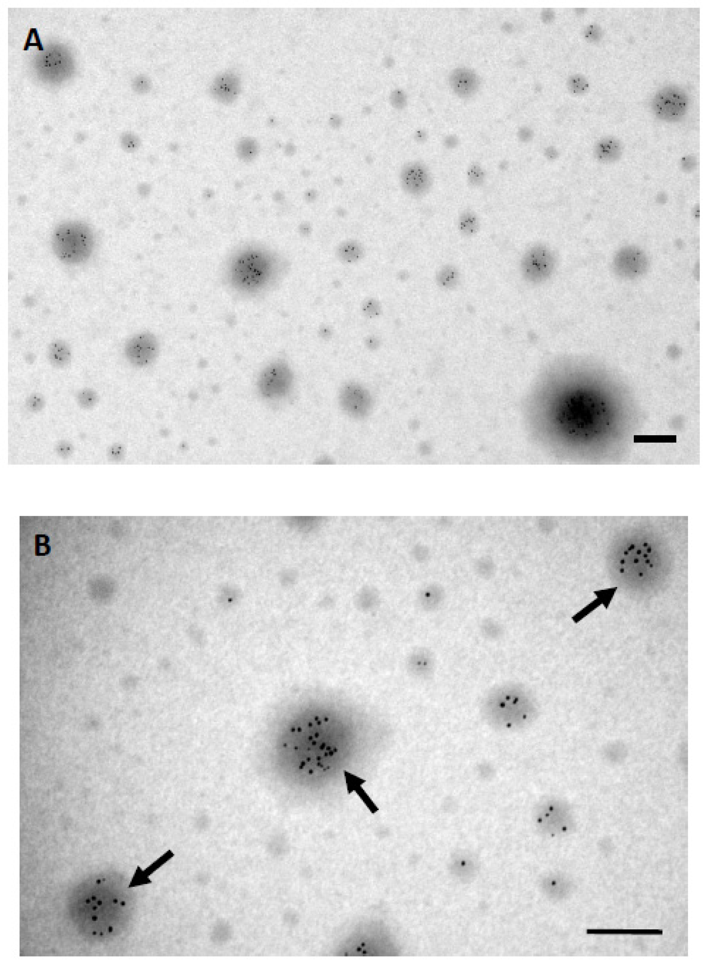 Applsci 10 04946 g004 Applsci 10 04946 g004