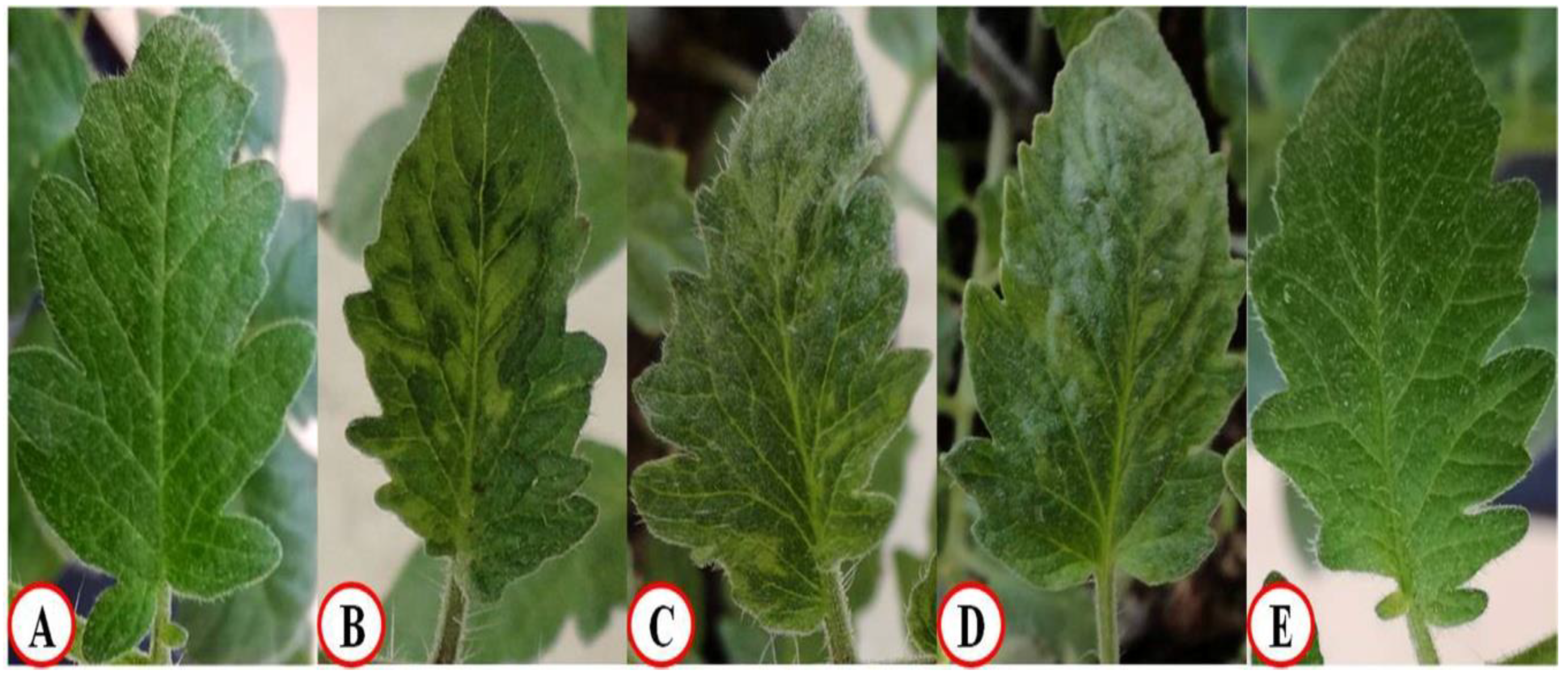 Applsci 10 05054 g006 Applsci 10 05054 g006