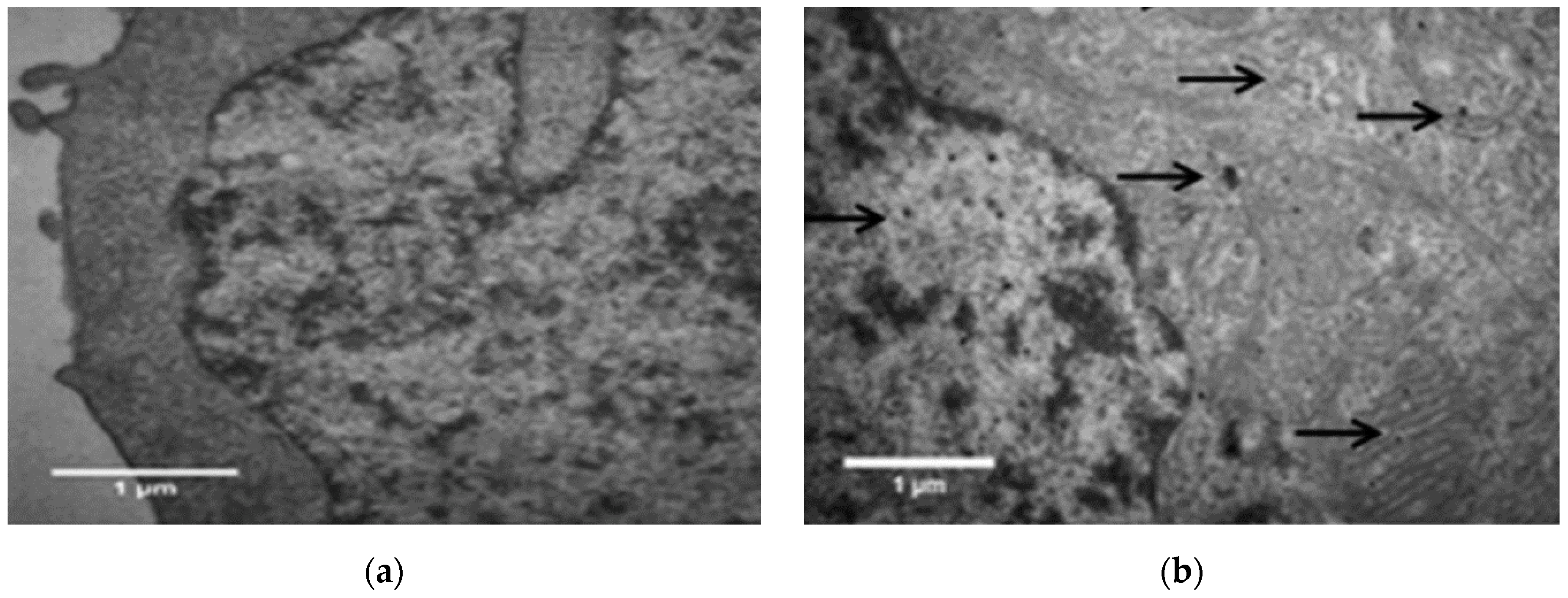 Applsci 10 05194 g013