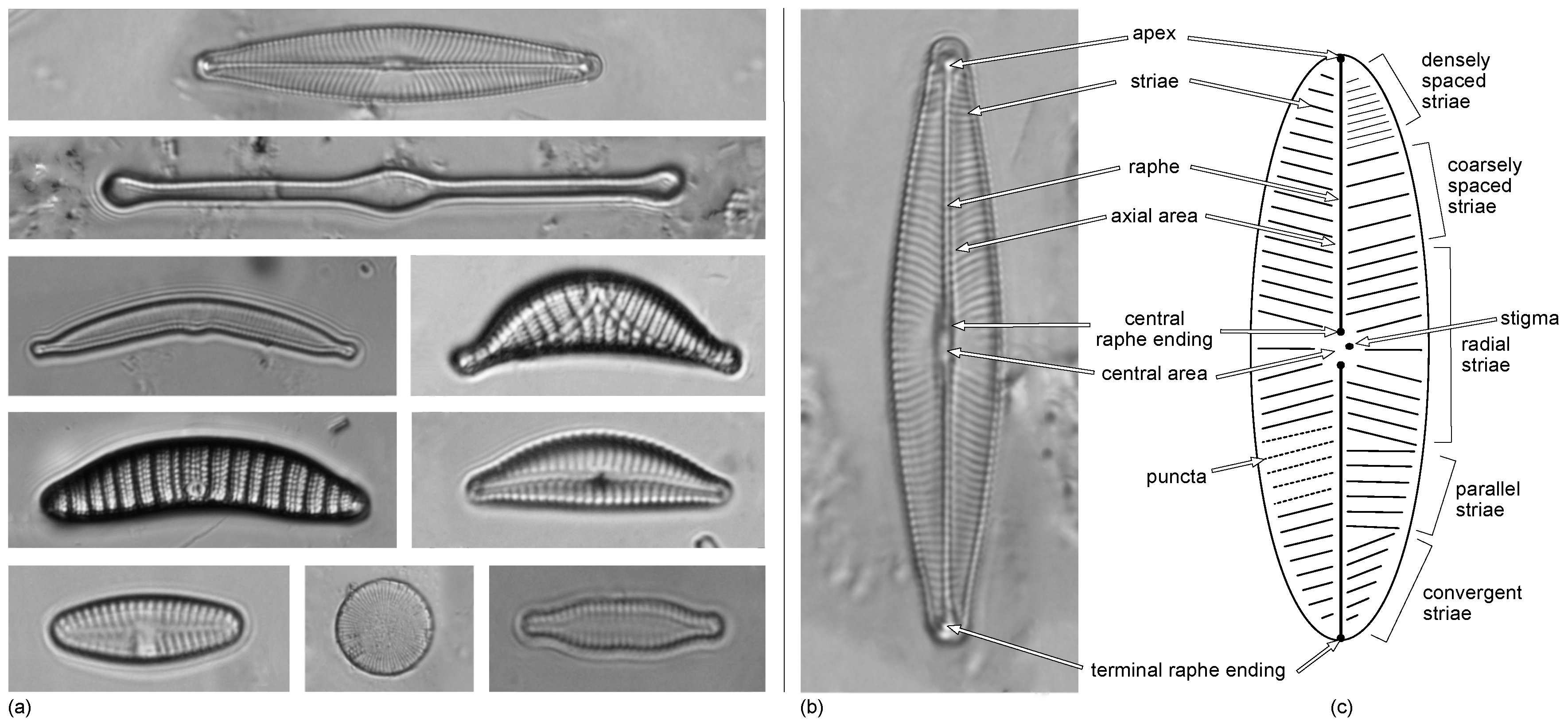 Multiple Diatoms Labeled