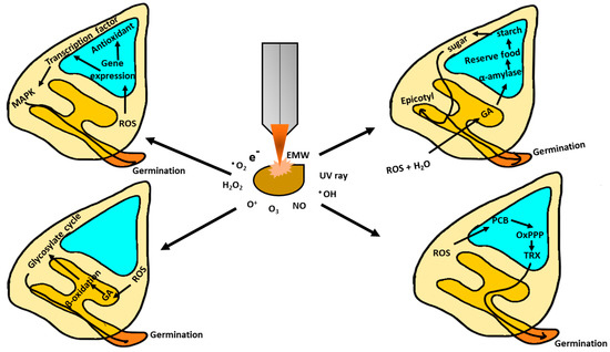 Applied Sciences Free Full Text The Effects Of Plasma On Plant Growth Development And Sustainability Html Applied Sciences Free Full Text The Effects Of Plasma On Plant Growth Development And Sustainability Html