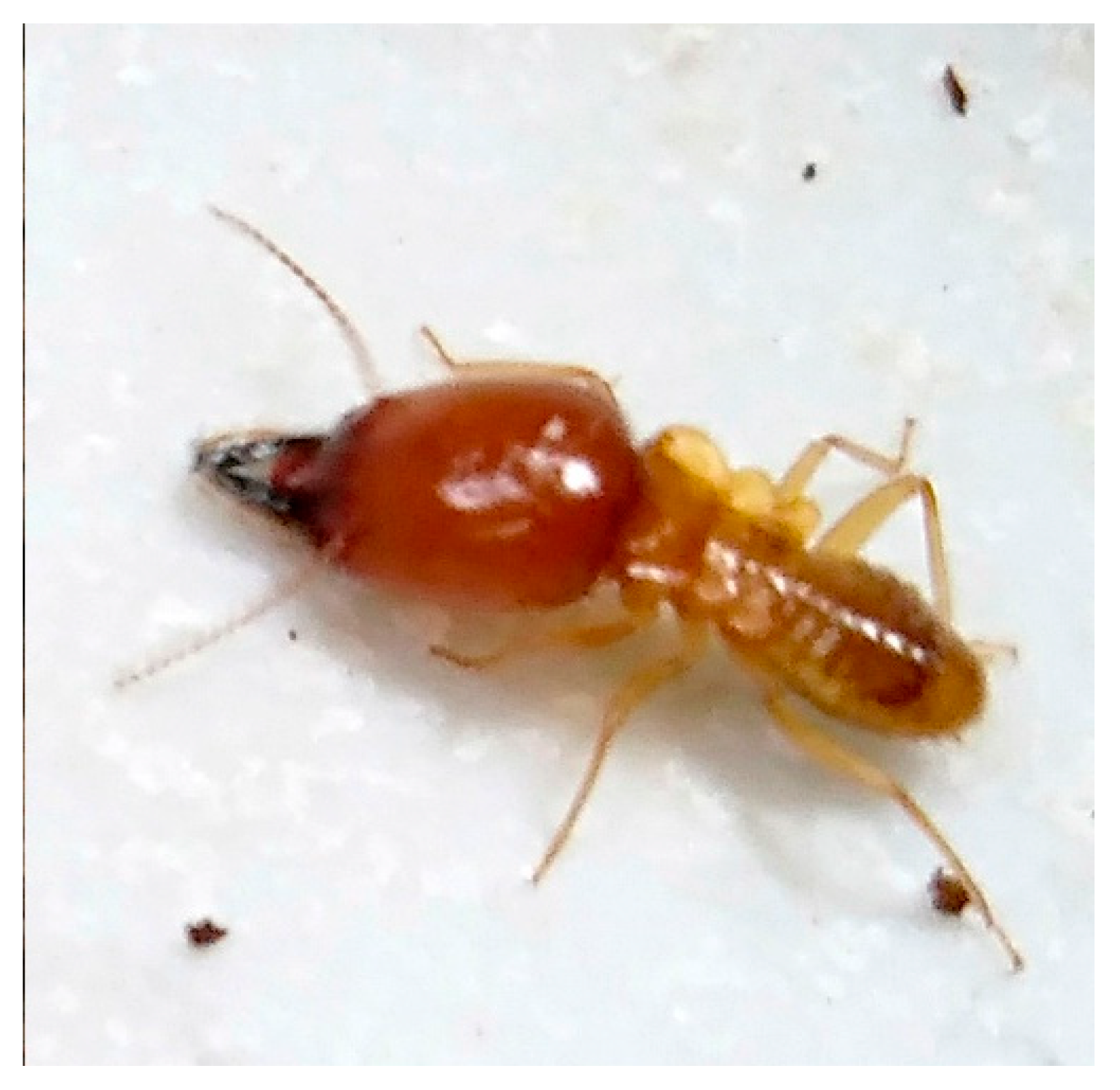 Applsci 10 06101 g002