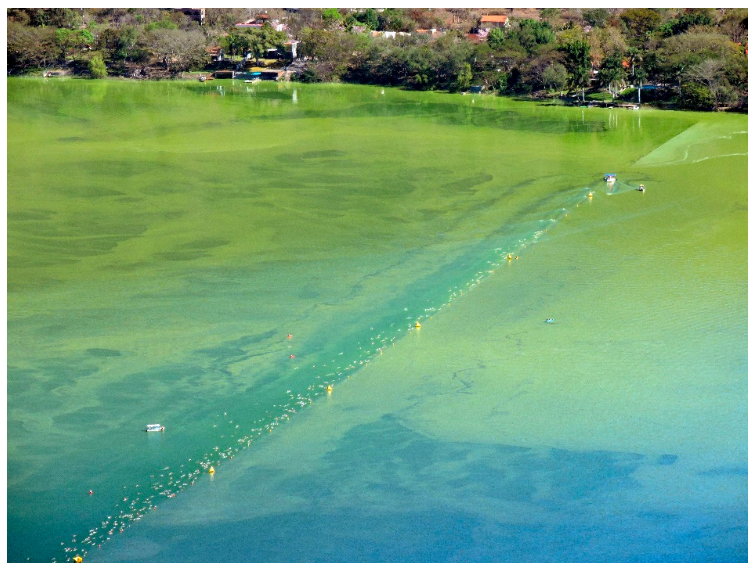 ☆The Ecology of Aquatic Hyphomycetes [水生不完全糸状菌の